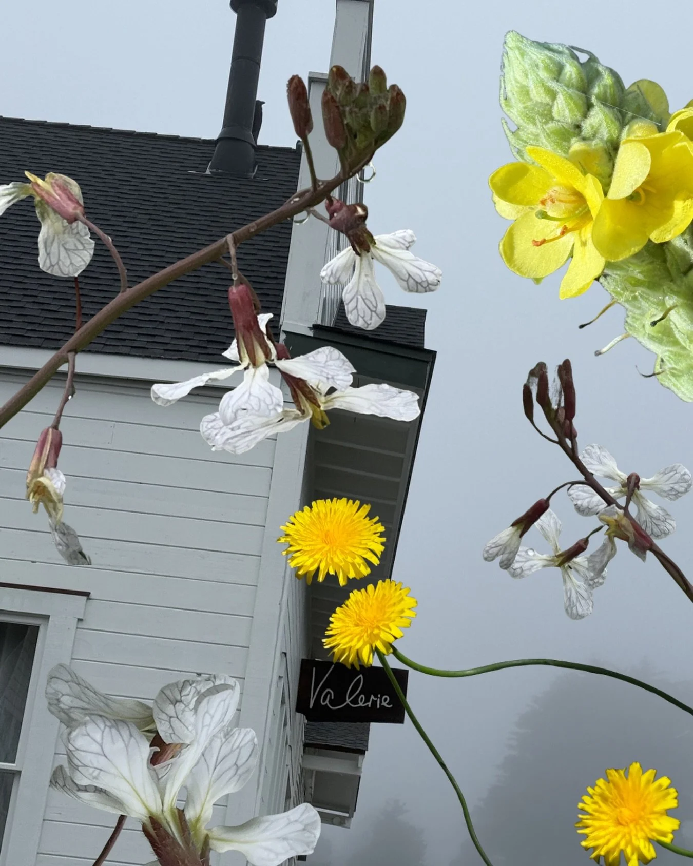 the space and surrounding blooms