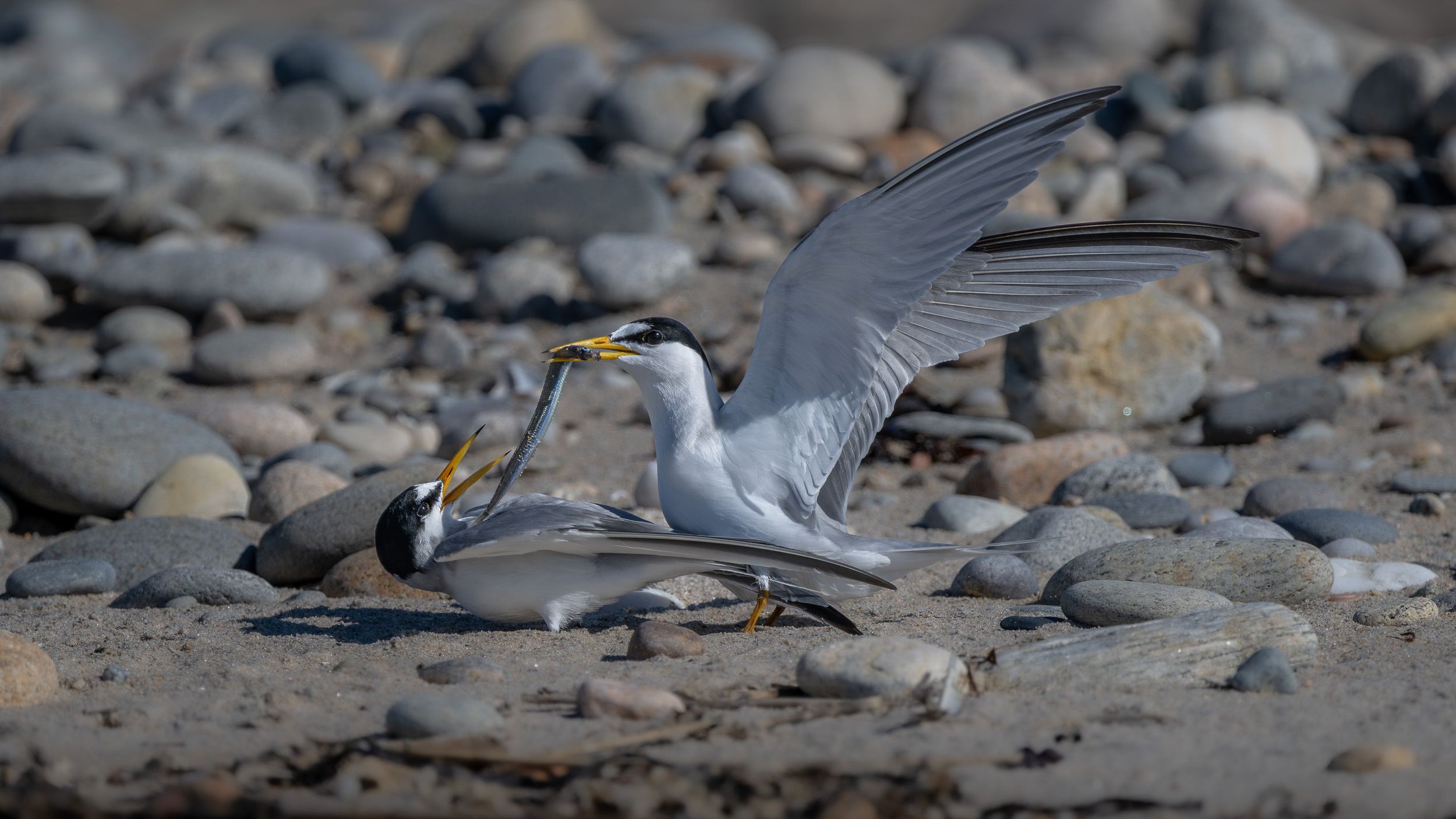 20250620  Wildlife 72 0481.jpg