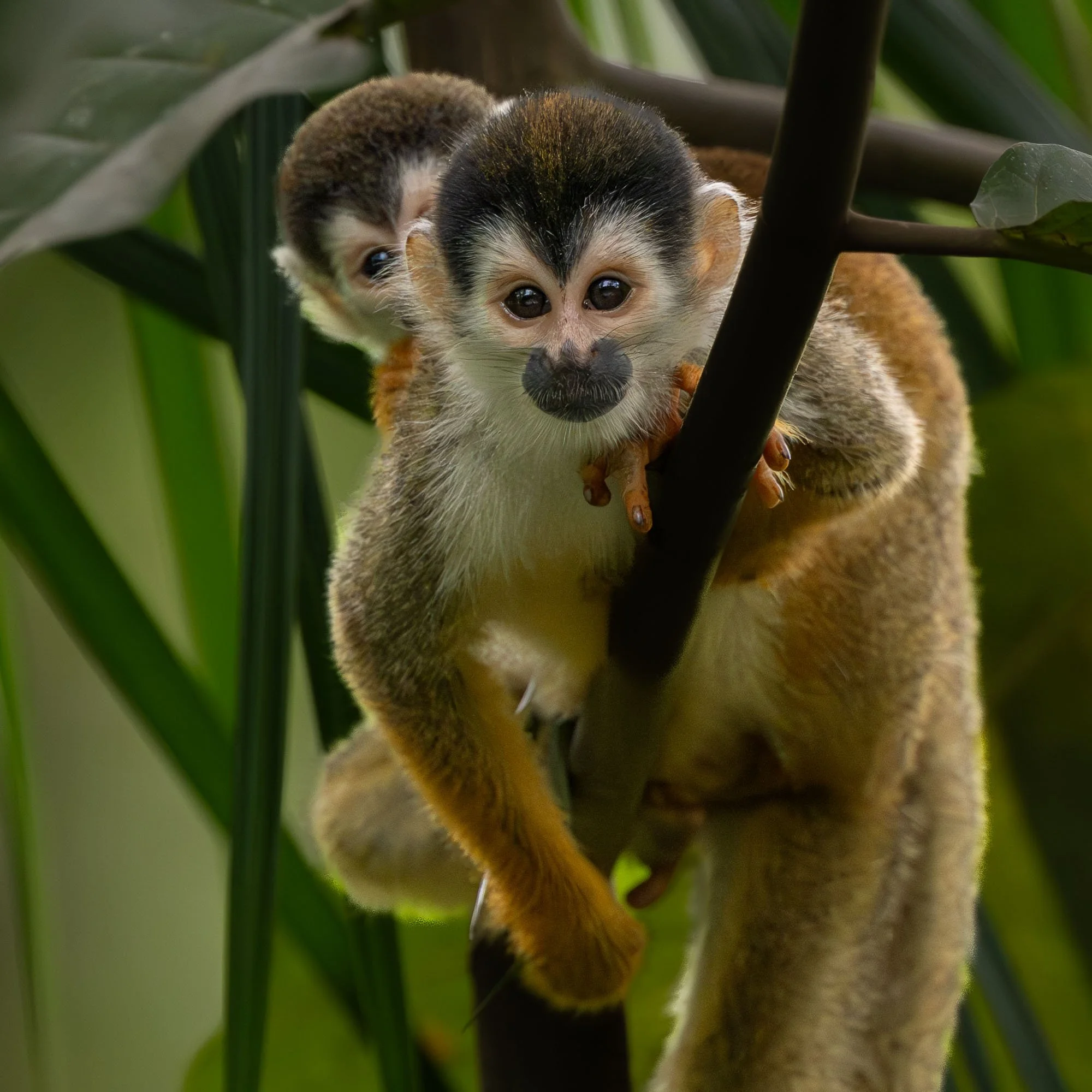 Central American squirrel monkey youngster riding on an adult in the rainforest of Costa Rica's Osa Peninsula.