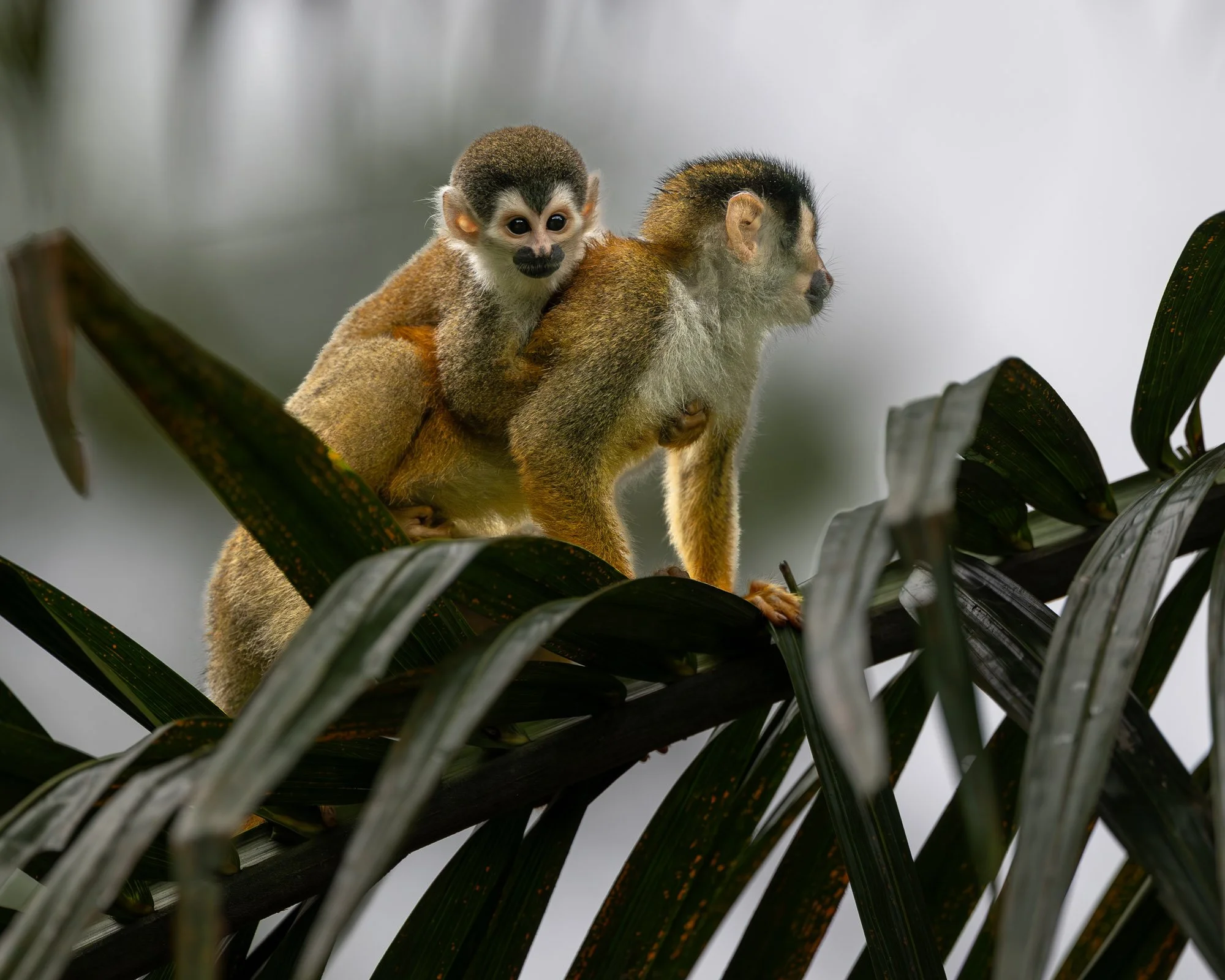 A squirrel monkey youngster rides securely on an adult’s back.