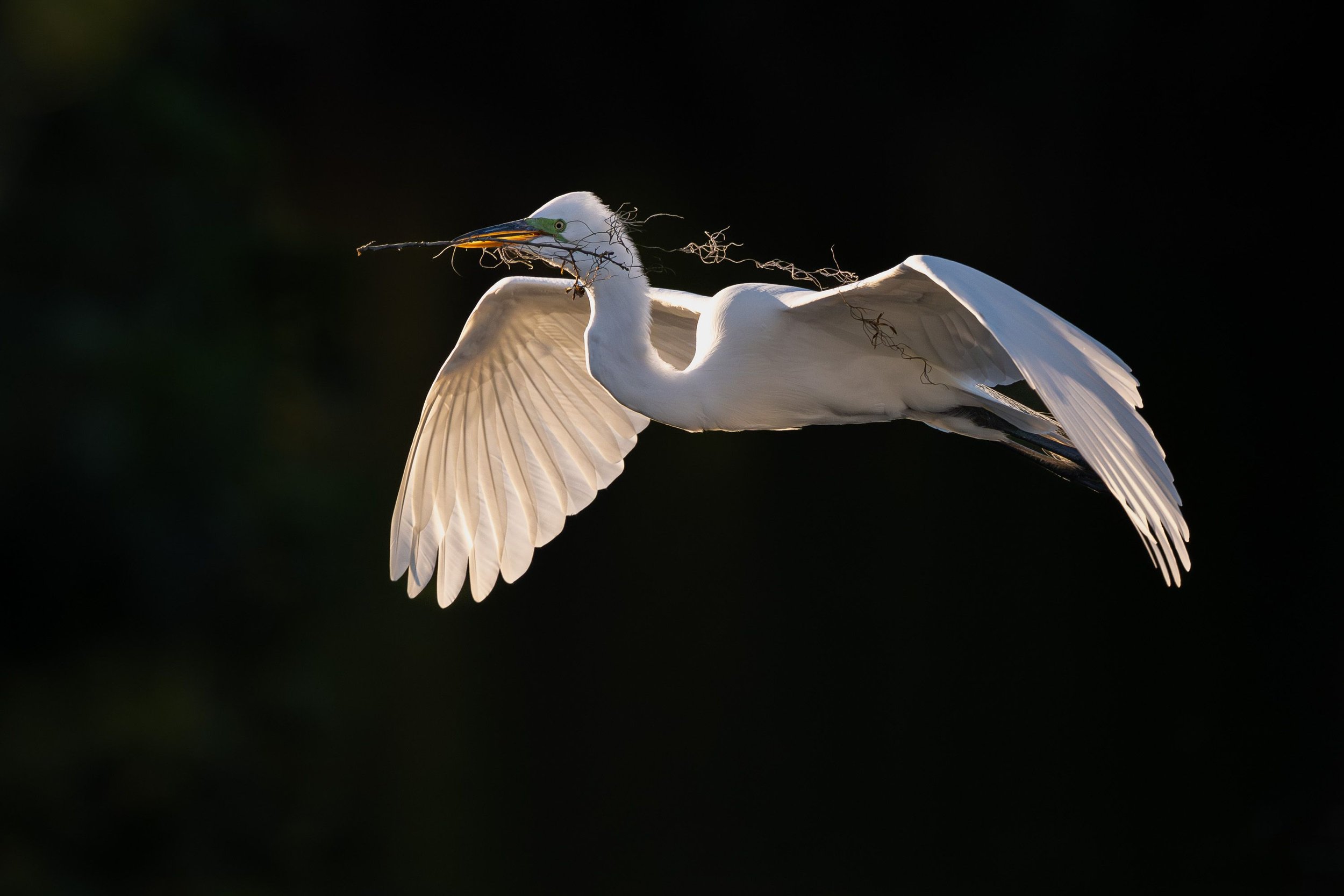 20250209  Wildlife 72 .jpg