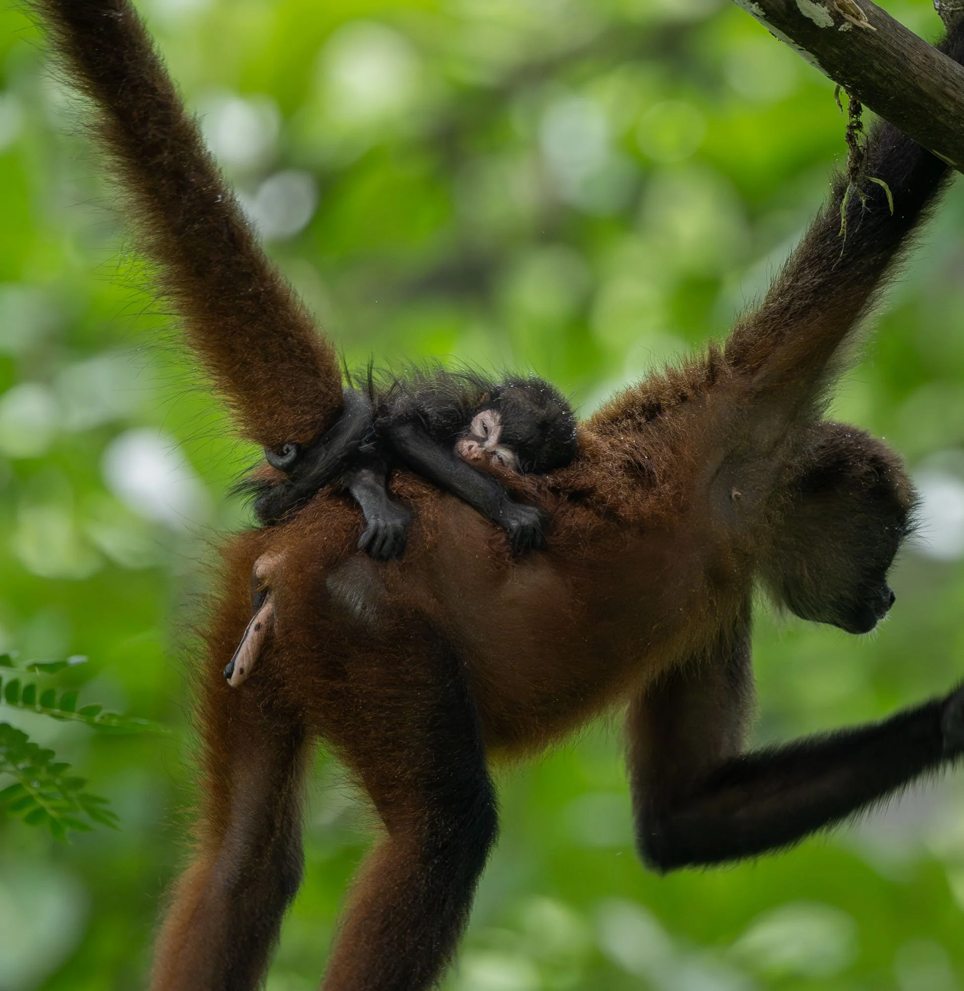 Geoffroy's spider monkey infant clinging to an adult moving through the rainforest canopy of Costa Rica's Osa Peninsula.