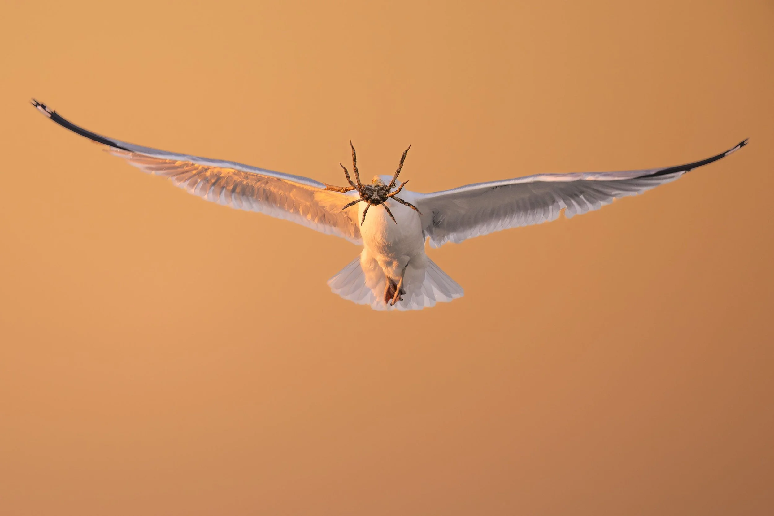 20240422  Wildlife 72 .jpg