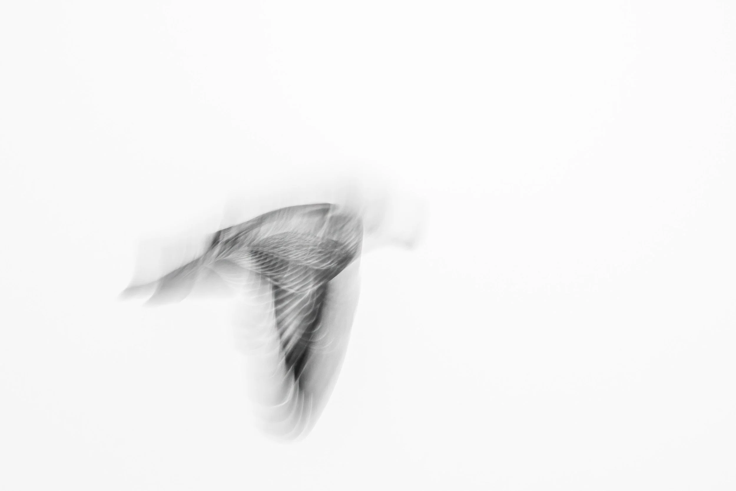 20230201  Wildlife 72 4610.jpg