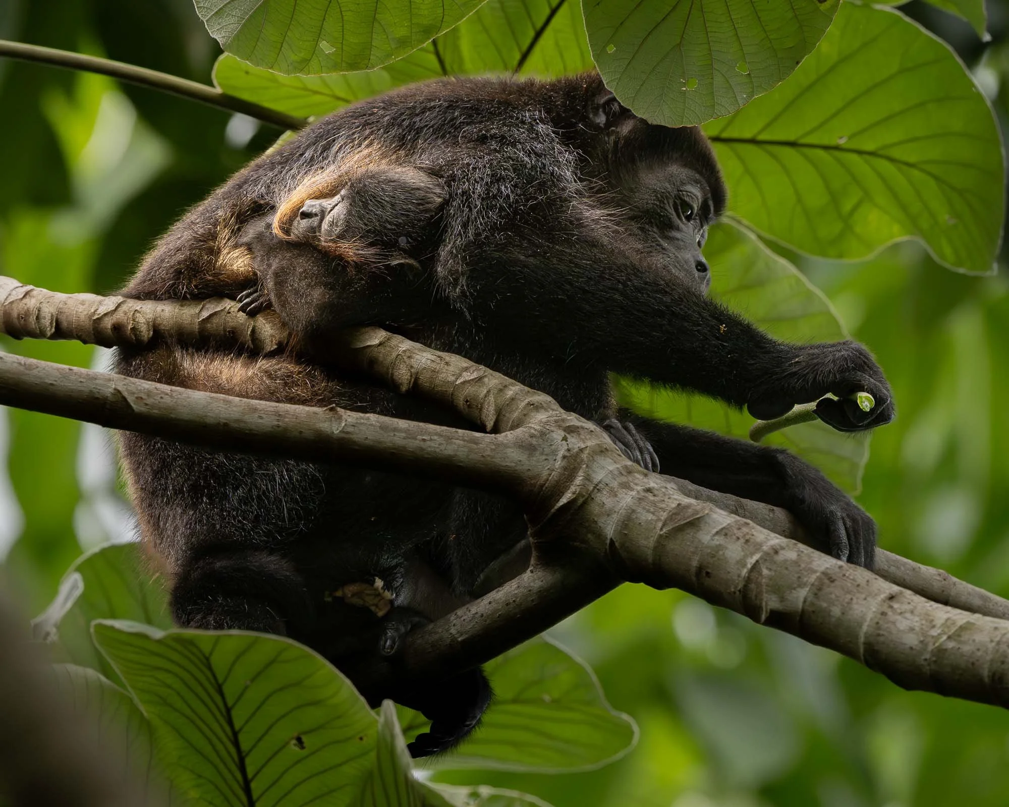 Mantled howler monkey mother feeding while carrying her infant in the rainforest canopy of Costa Rica's Osa Peninsula.