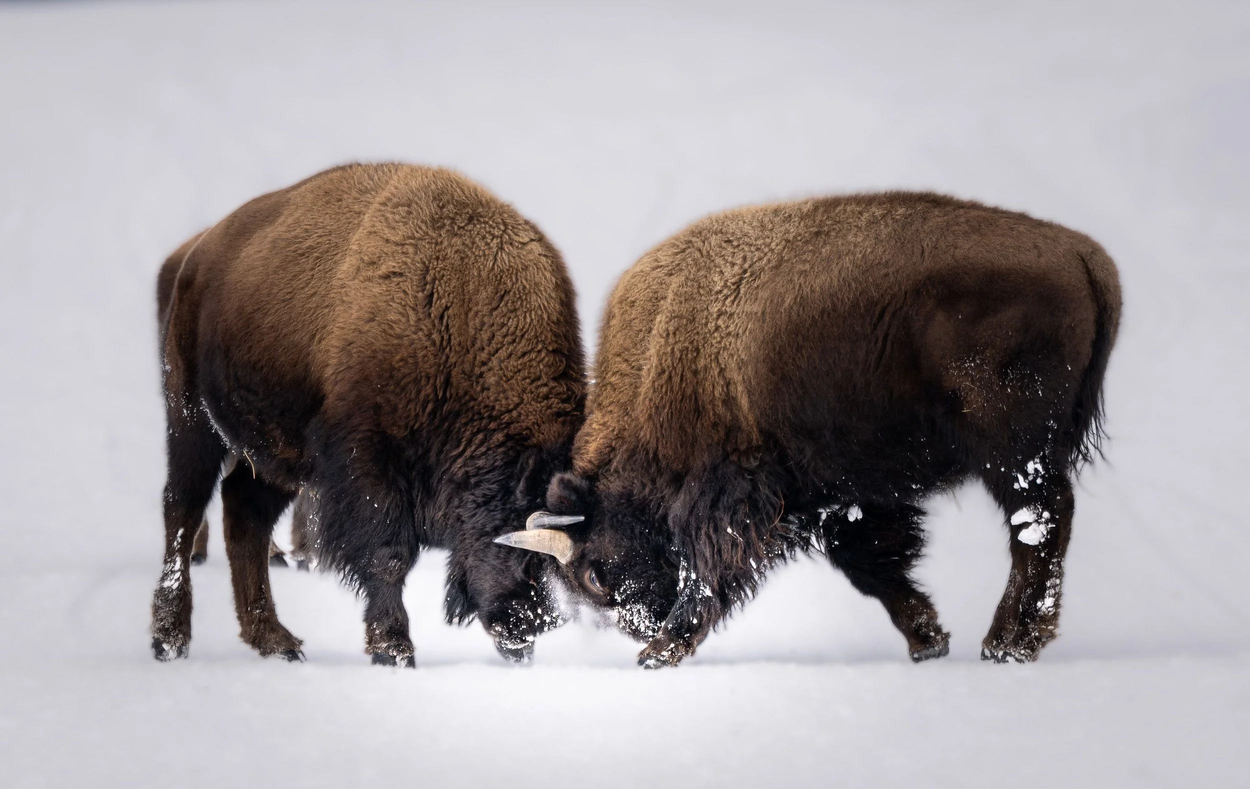 20240116  Wildlife 72 .jpg