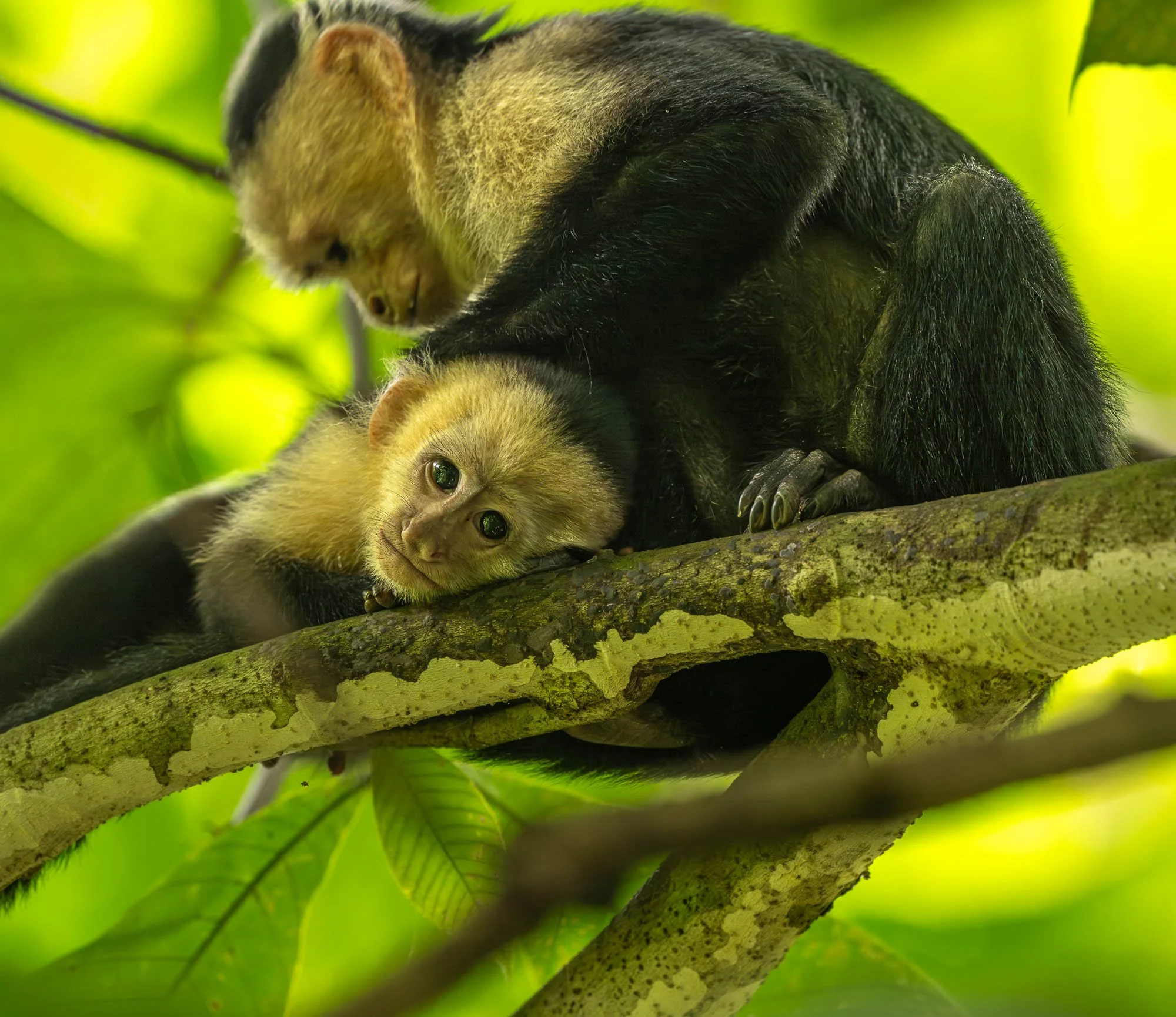Panamanian white-faced capuchin attending to a young monkey resting on a tree branch in Costa Rica's Osa Peninsula rainforest.