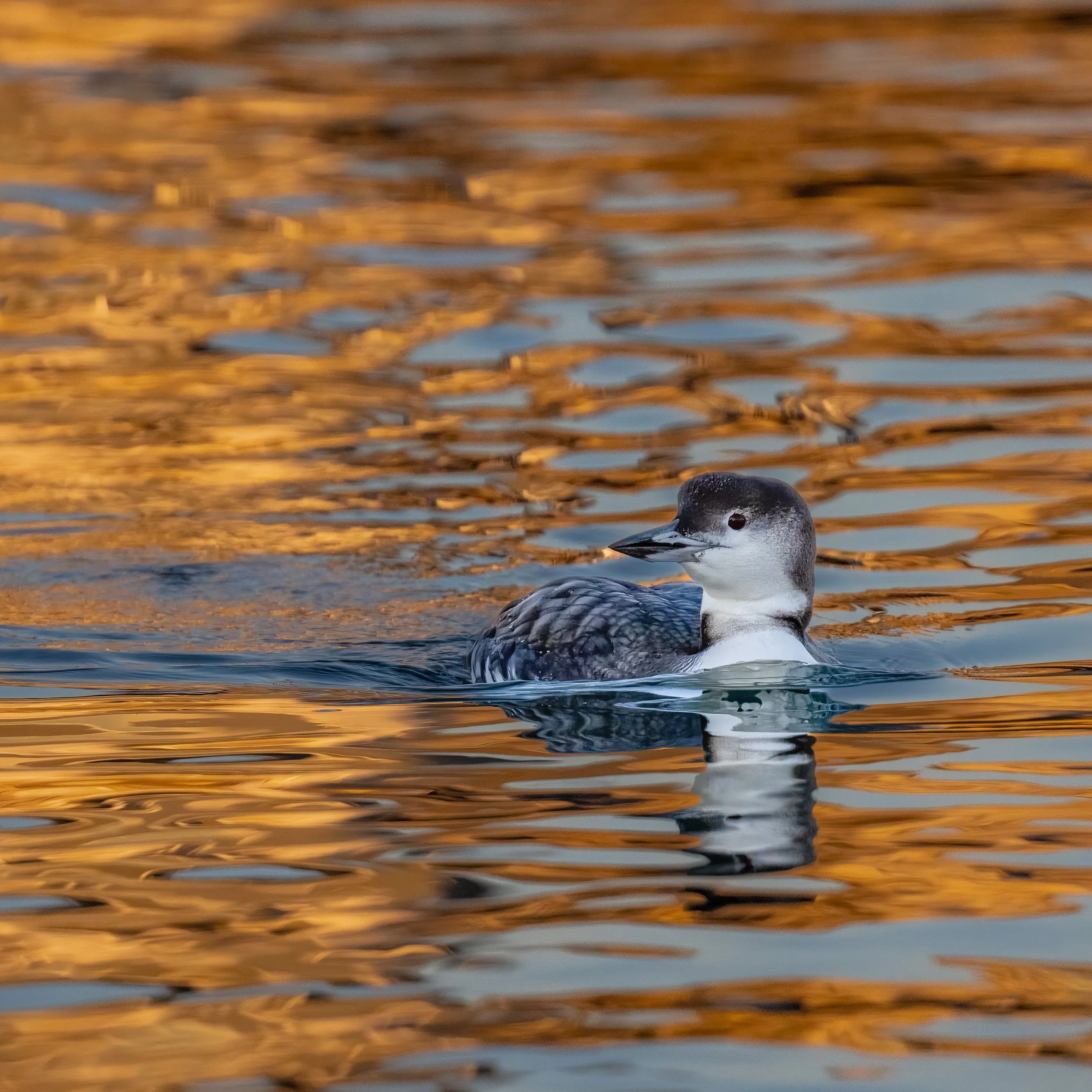 20221122  Wildlife 72 3773.jpg