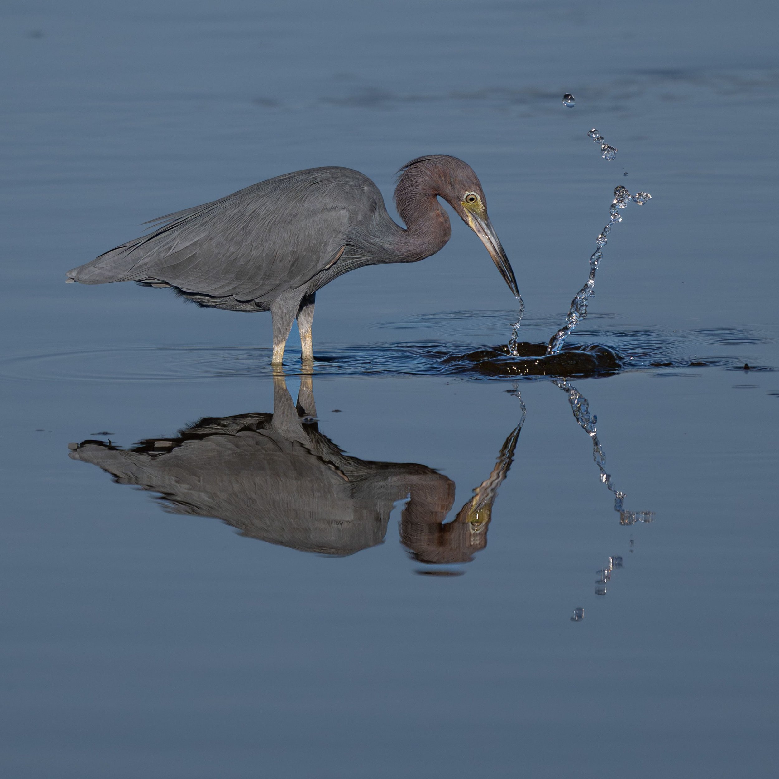 20250211  Wildlife 72 7380.jpg