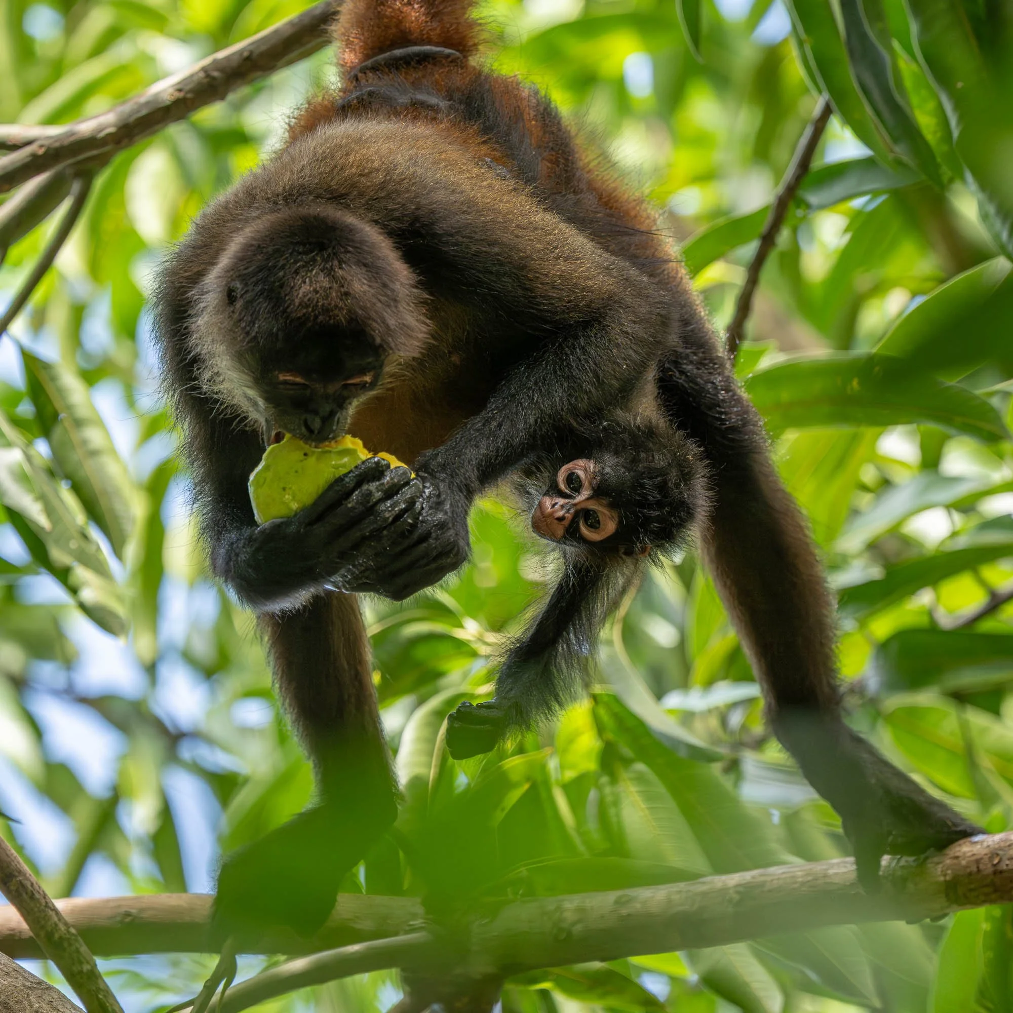 Geoffroy's spider monkey feeding in the rainforest canopy while carrying her infant beneath her body in Costa Rica's Osa Peninsula.
