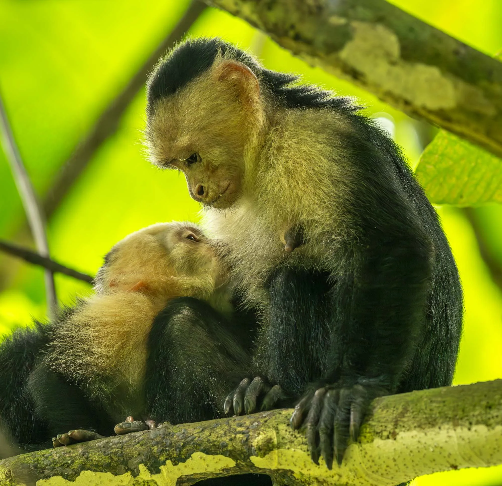 Panamanian white-faced capuchin infant nursing while its mother sits on a branch in the tropical rainforest of Costa Rica's Osa Peninsula.