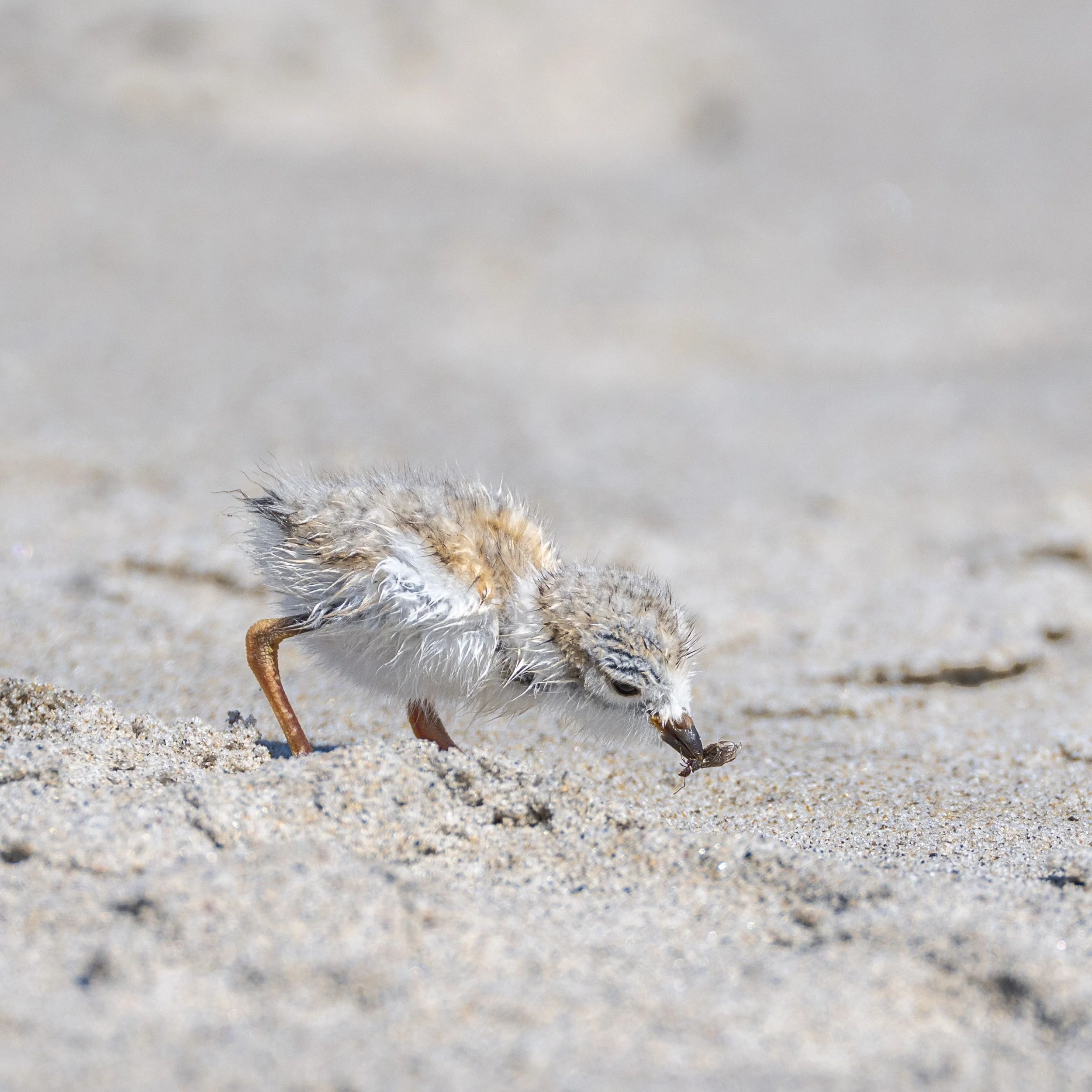 20220713  Wildlife 72 5289.jpg