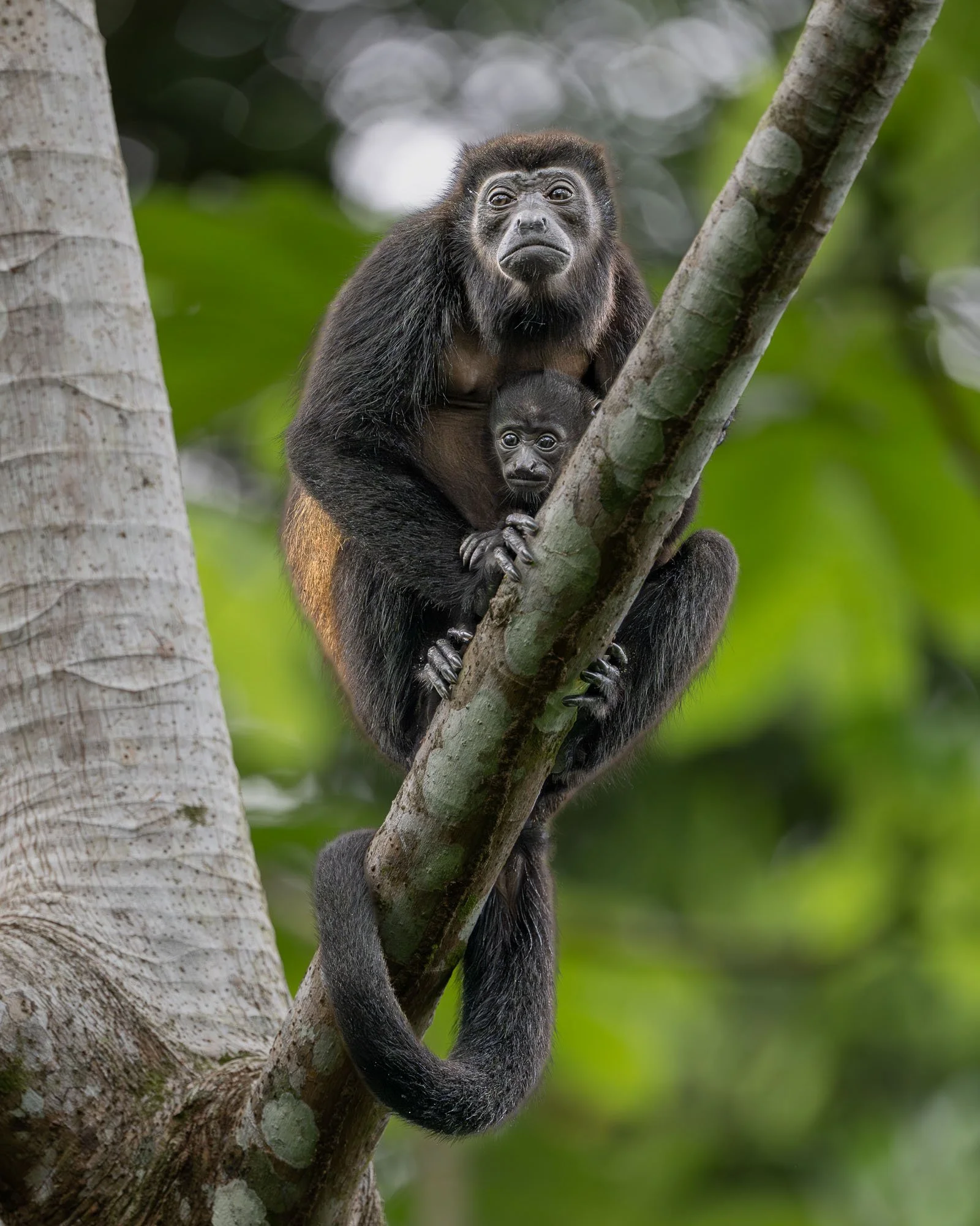 Mantled howler monkey mother carrying her infant high in the rainforest canopy of Costa Rica's Osa Peninsula.