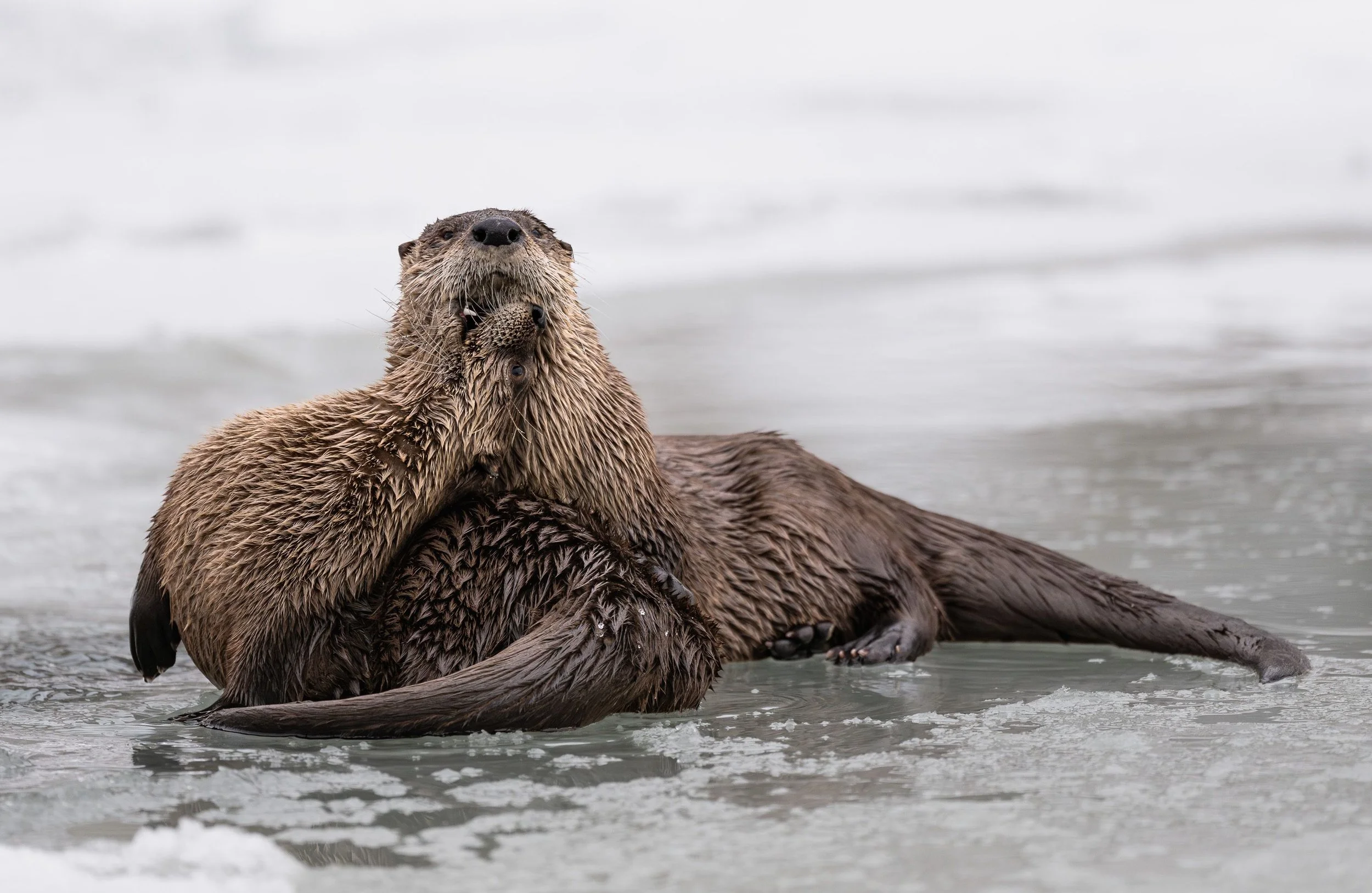 20240117  Wildlife 72 .jpg