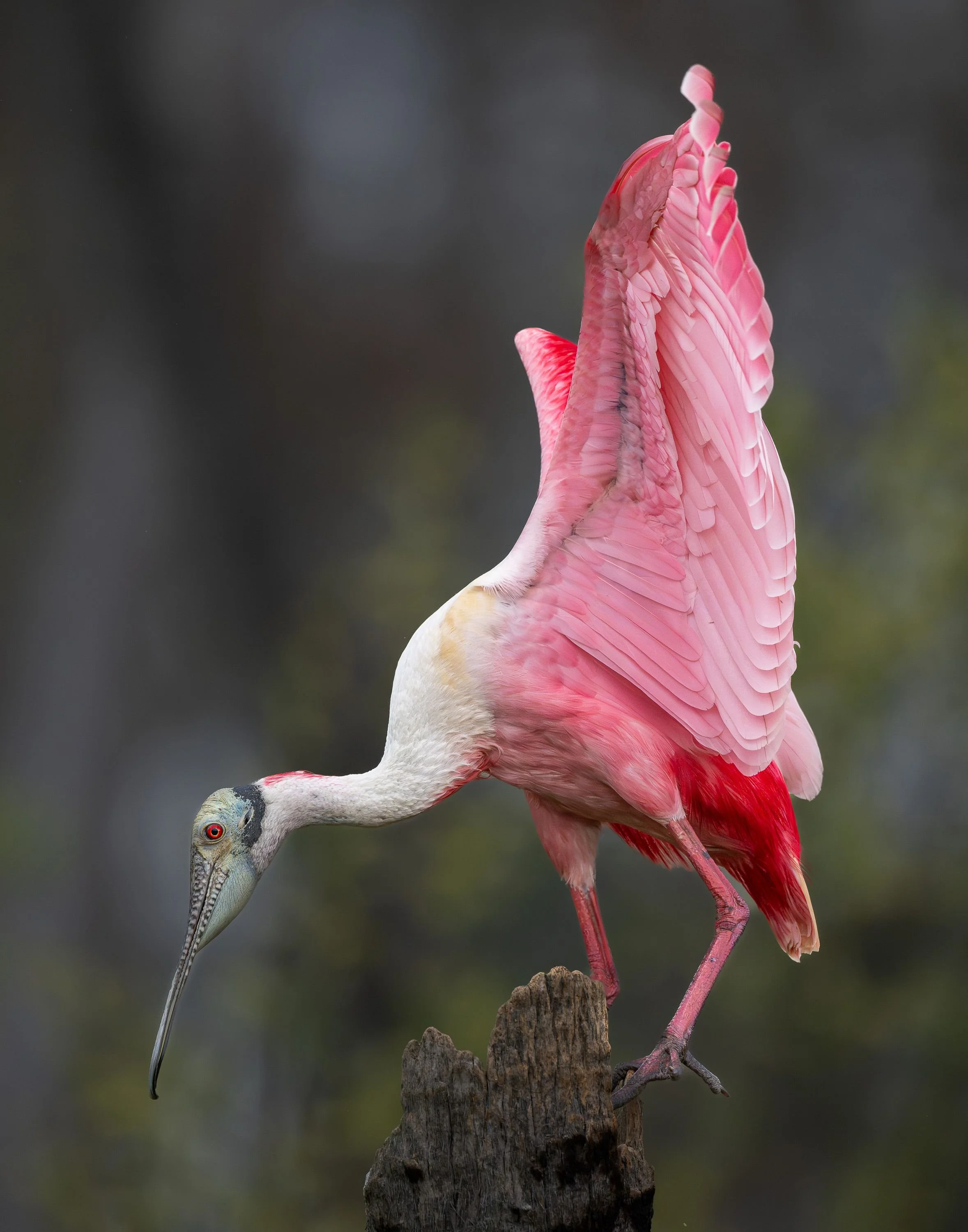 20250214  Wildlife 72 .jpg