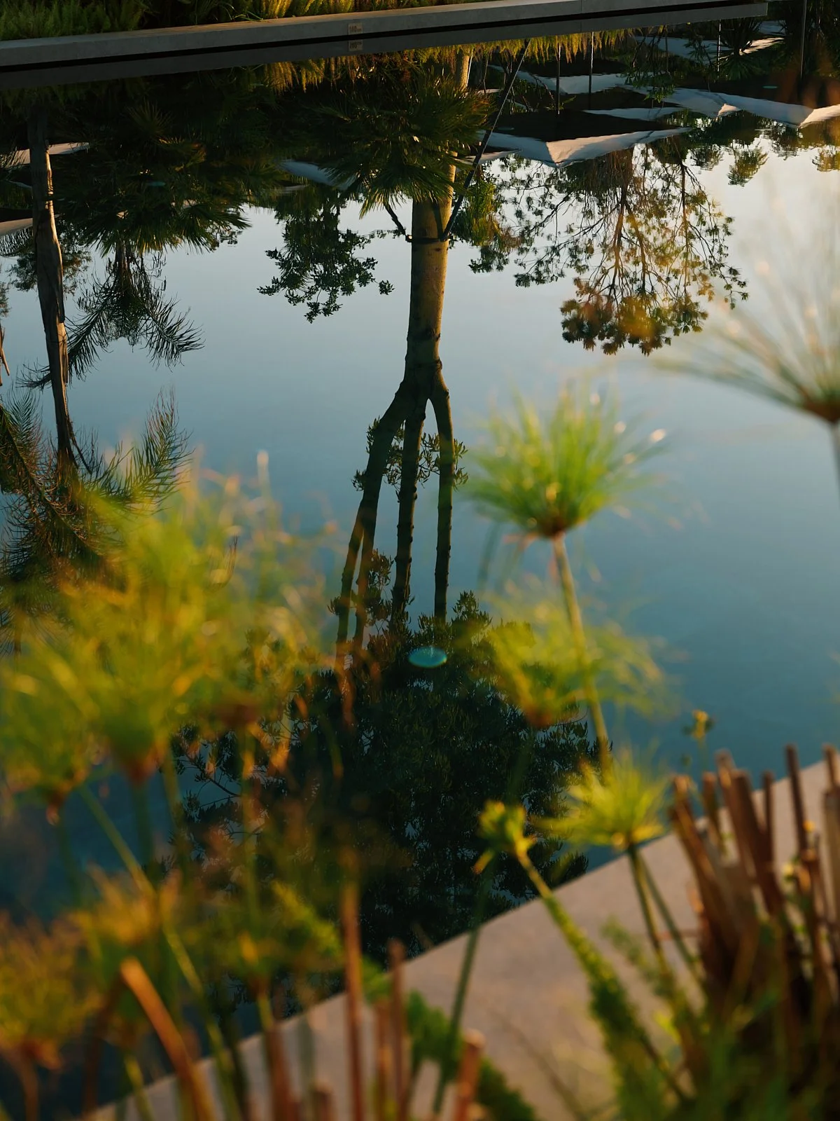Reflection of trees on a still pond with plants in the foreground and a patio or walkway at the edge.