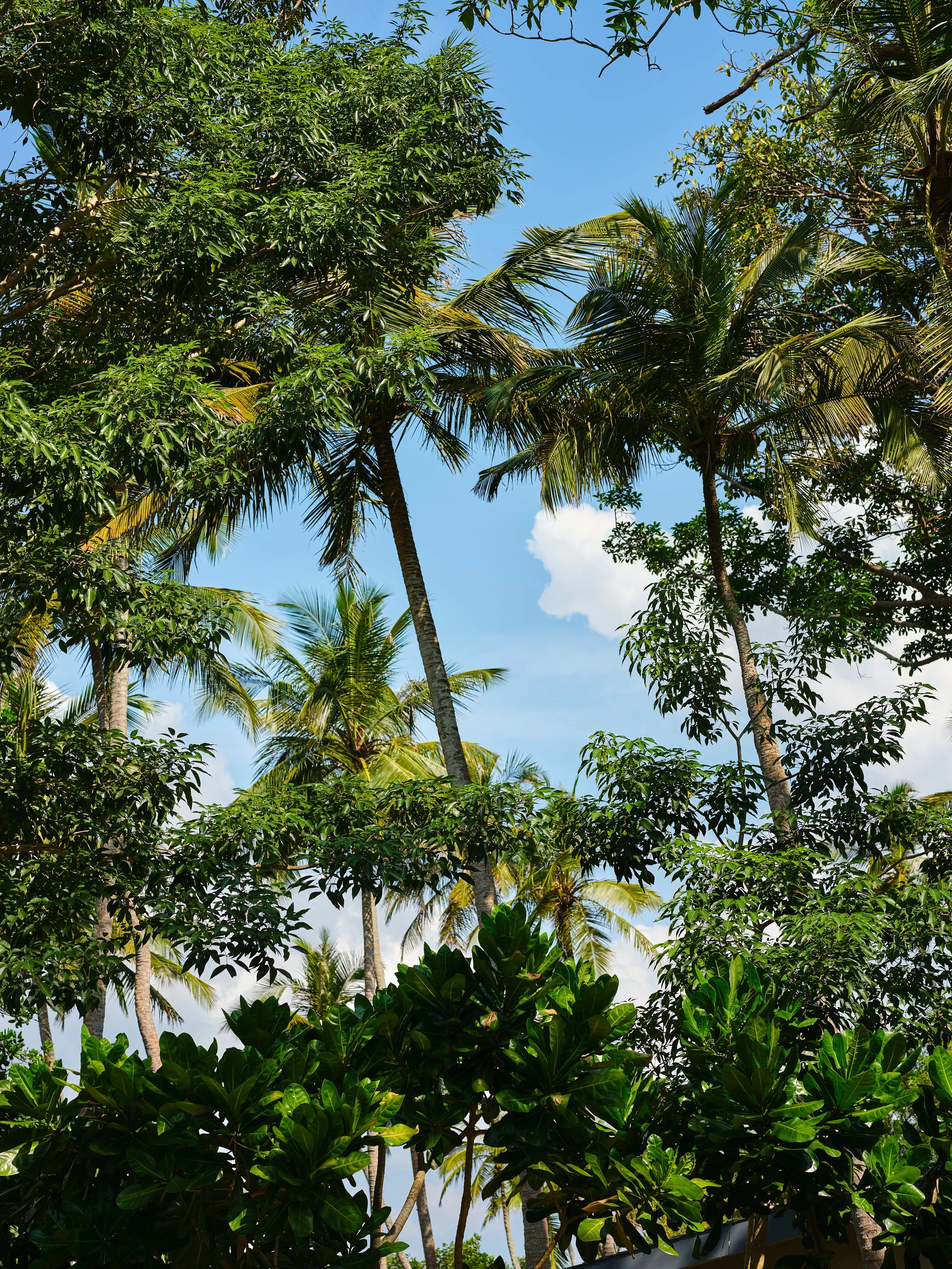Tall palm trees and lush green foliage against a blue sky with a few clouds.