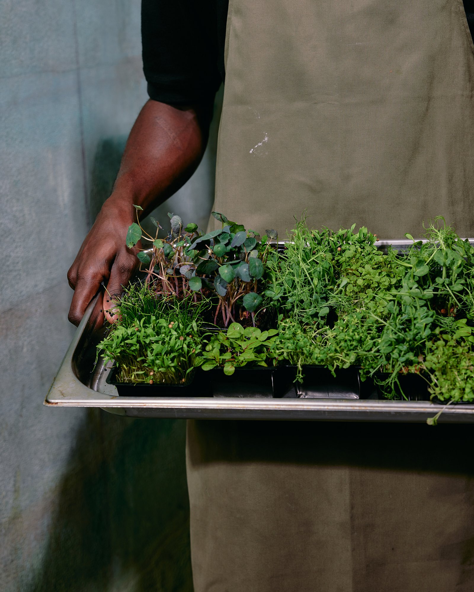 A person wearing a black shirt and olive green apron holding a metal tray with various green plants.