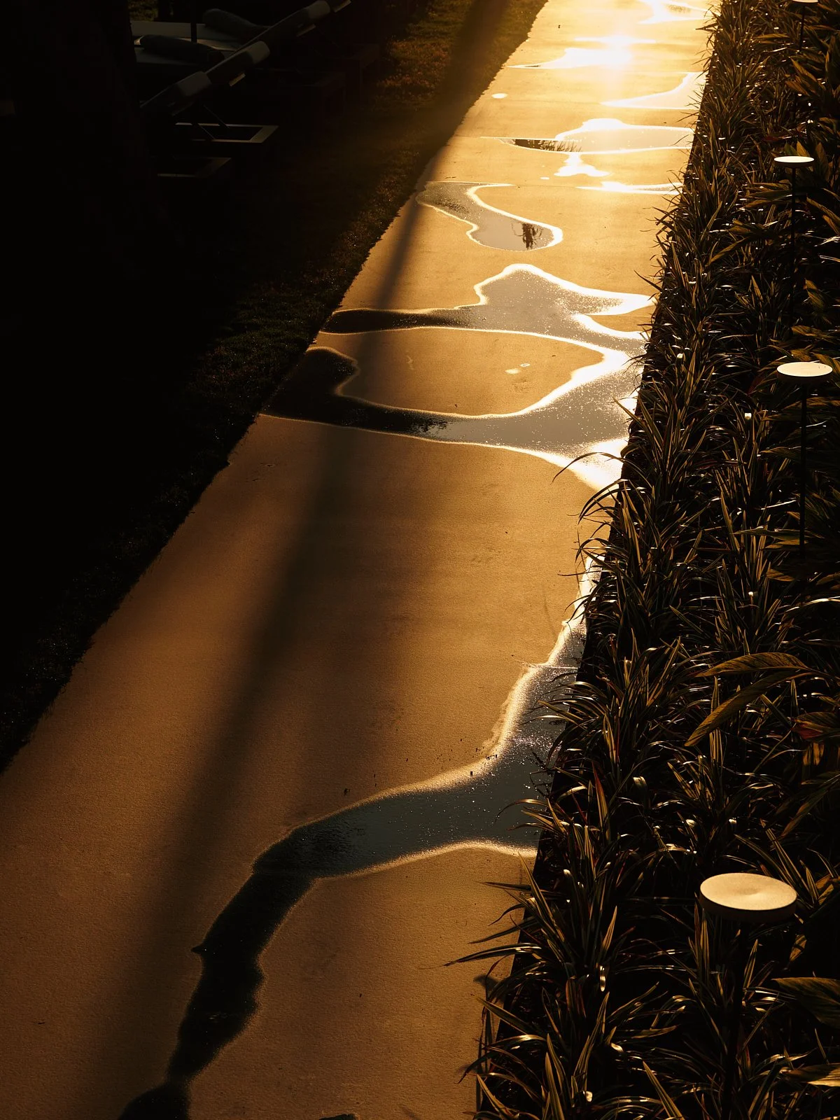 A sidewalk with patches of water reflecting golden sunlight, shaded on one side and bordered by plants with small round white lights on the other side.
