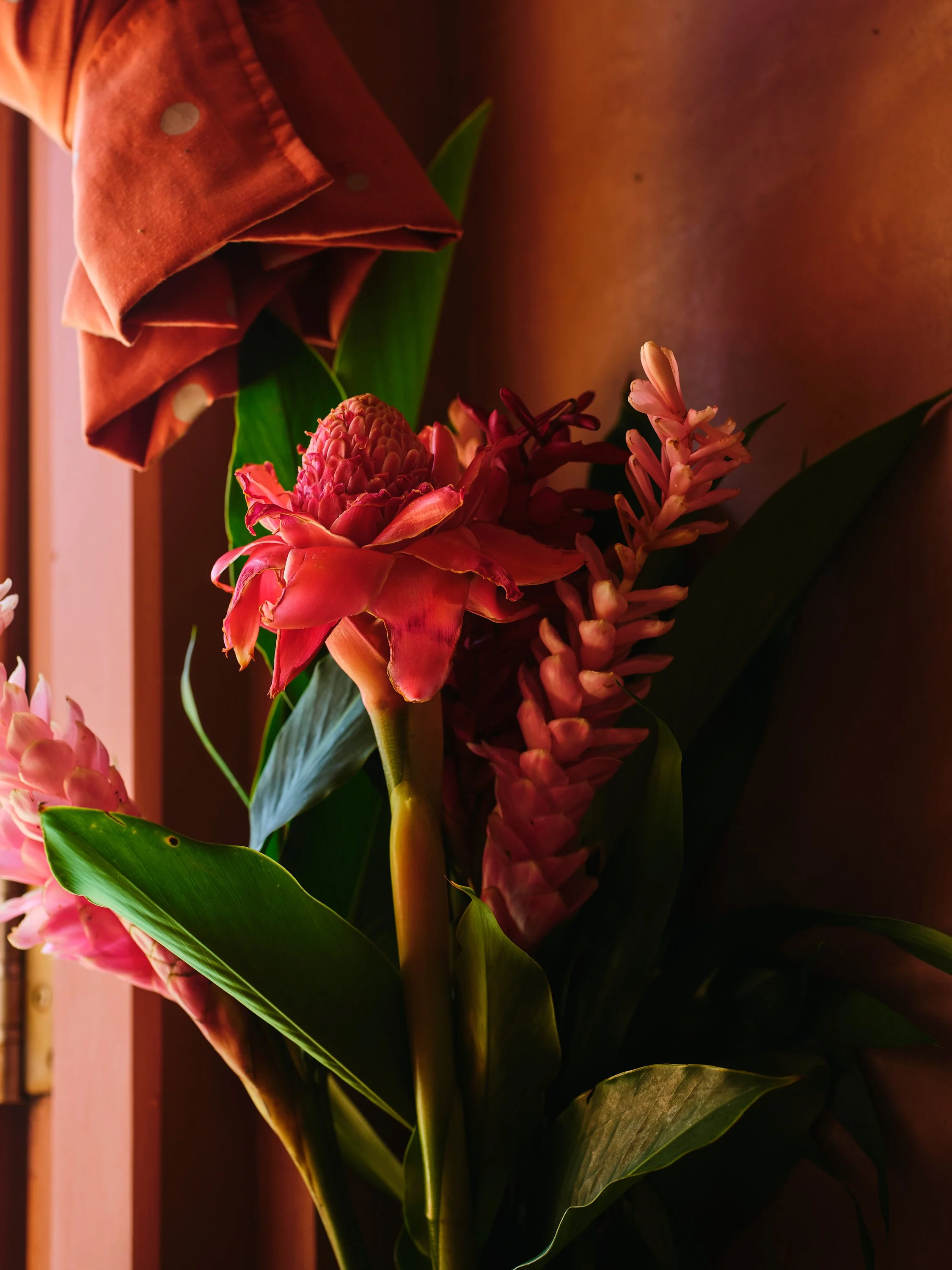 Close-up of pink and red tropical flowers with green leaves near a wooden wall.