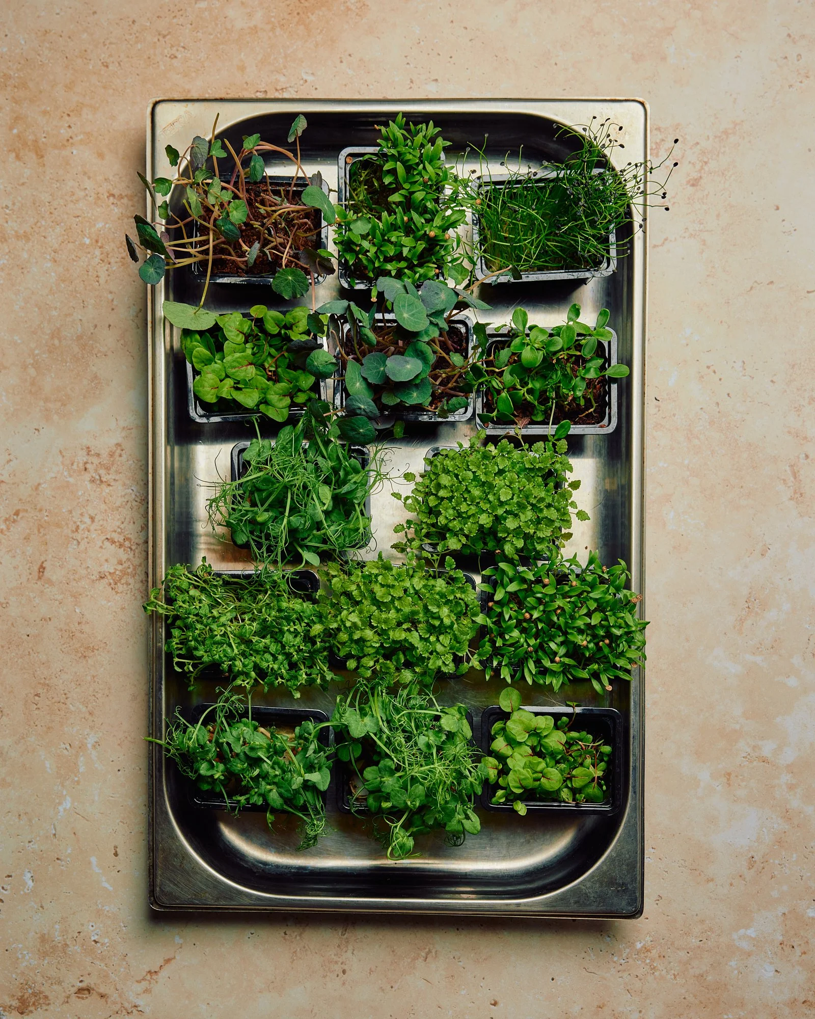 Tray of various potted green herbs on a beige surface.