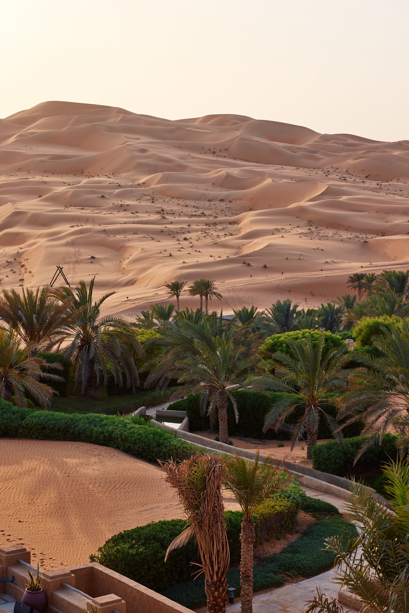 A desert landscape with sand dunes in the background and lush green palm trees and shrubs in the foreground.
