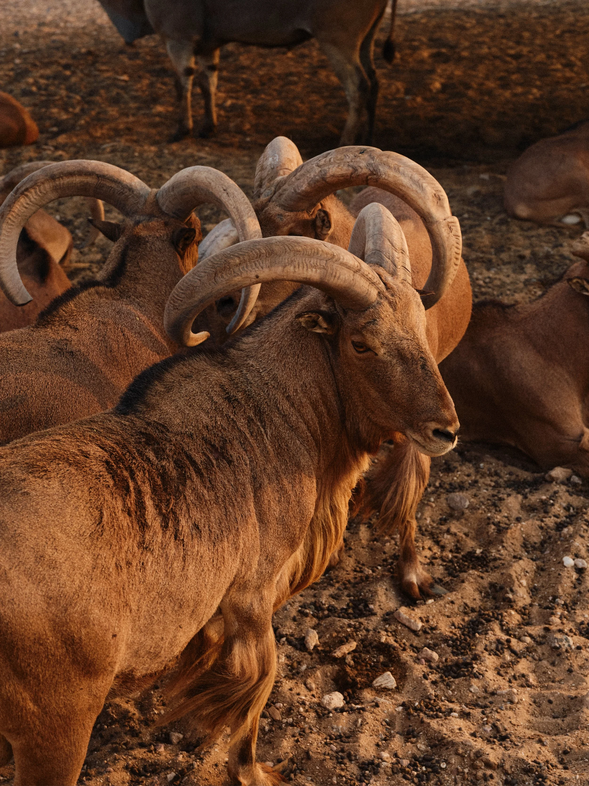A group of male bighorn sheep with large, curved horns laying on rocky ground.