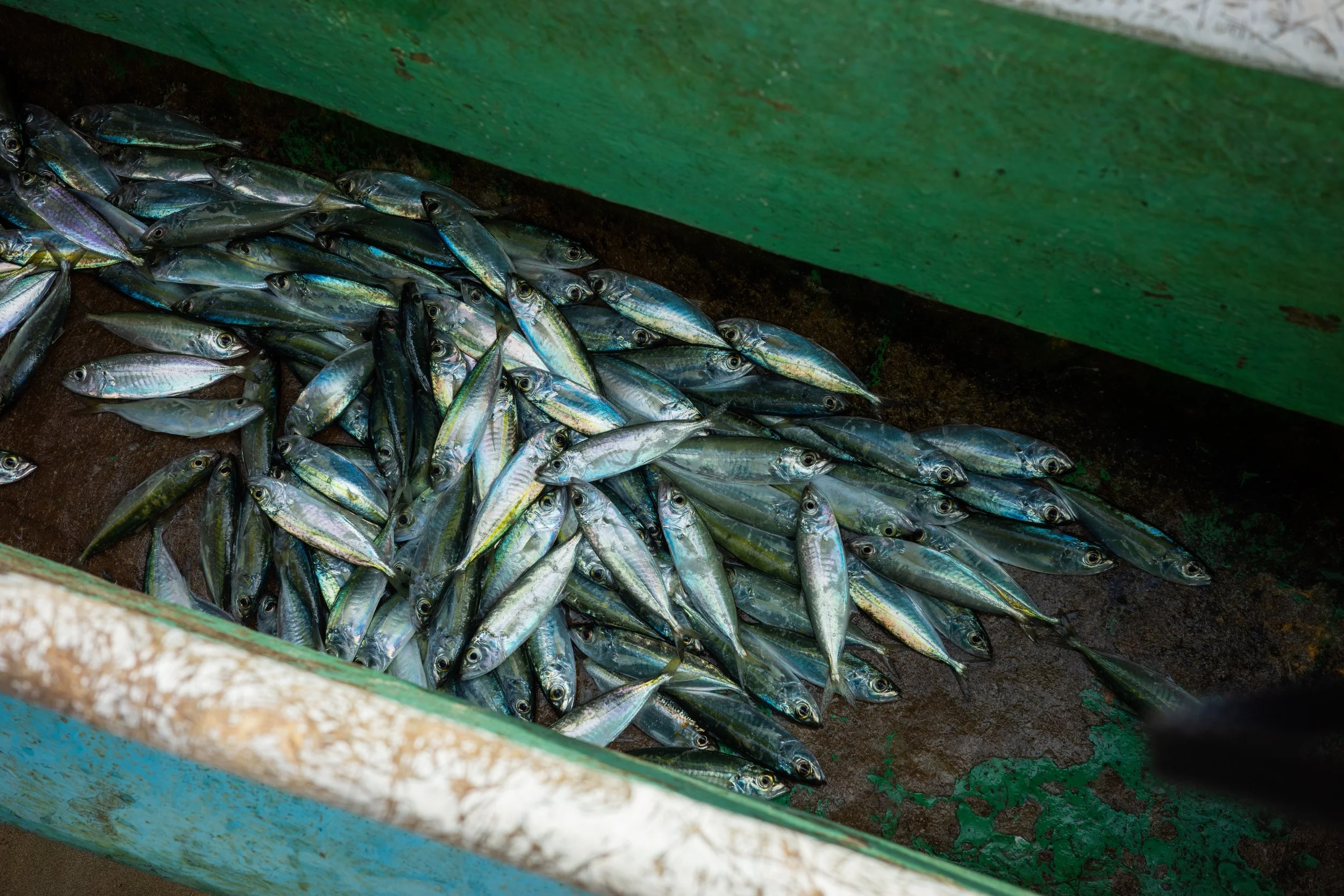 Pile of small, shiny fish with silver and blue scales in a green and brown container.