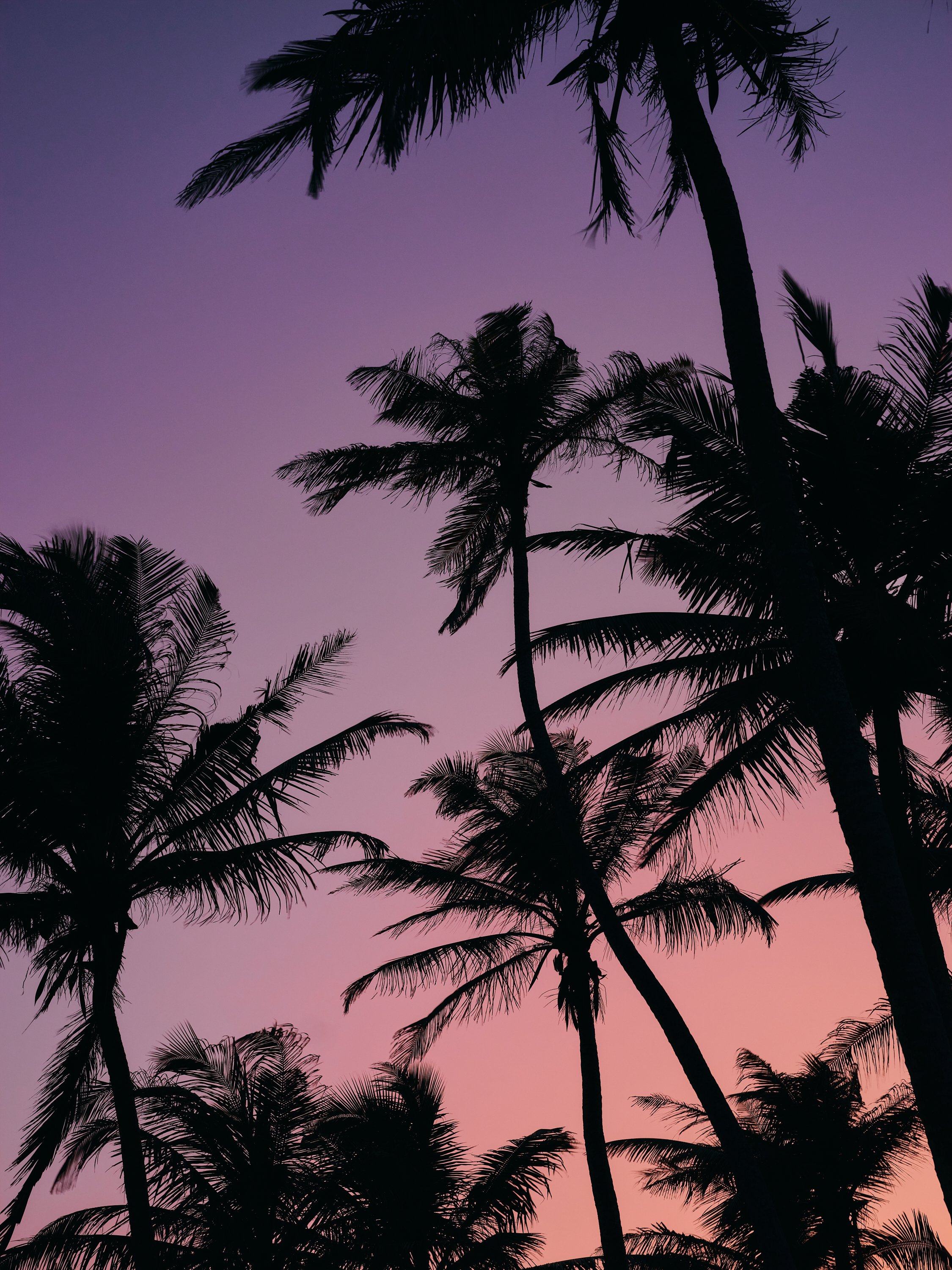 Silhouetted palm trees against a purple and pink gradient sky at sunset or sunrise.