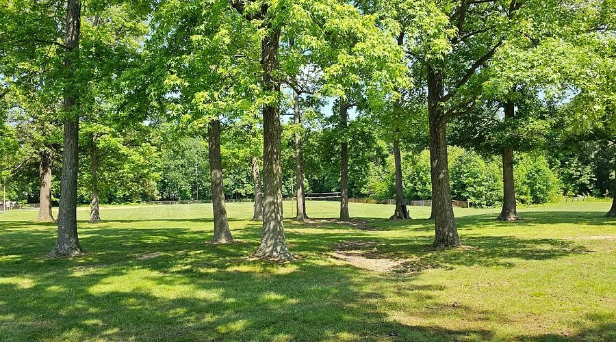 A park with several green-leafed trees and a grassy lawn, with a few patches of shade on the ground.