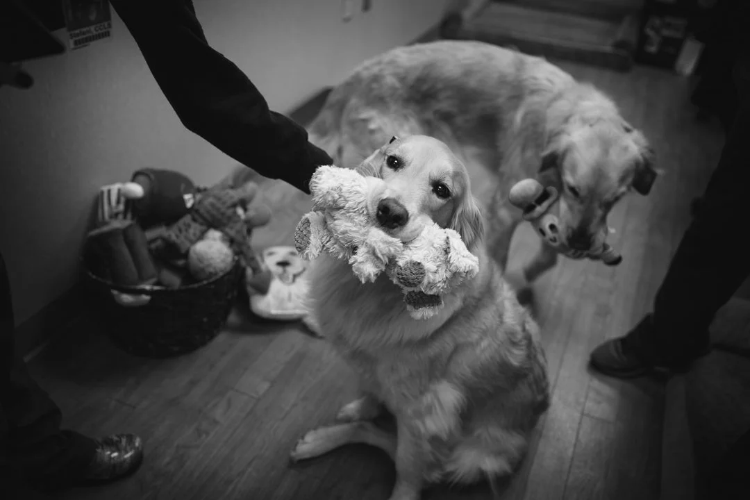 Canines-84446-Edit-2.jpg