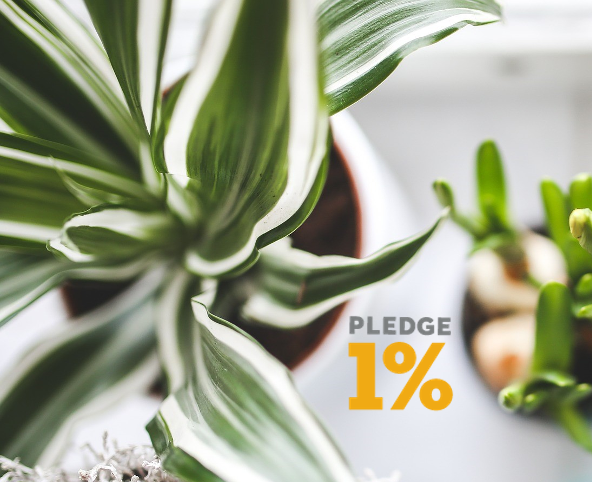 Social card for Pledge 1%: a plant with green variegated leaves
