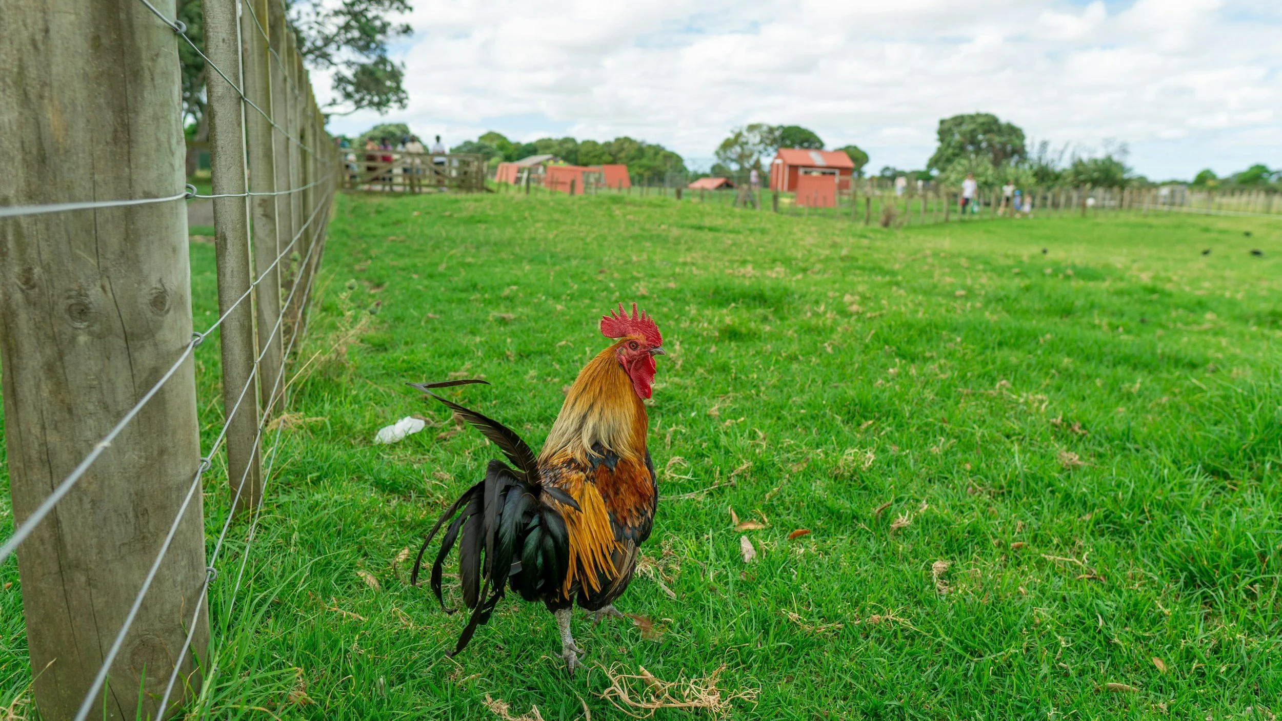 A colorful rooster standing on green grass near a wooden fence at a farm with red barns and people in the background.