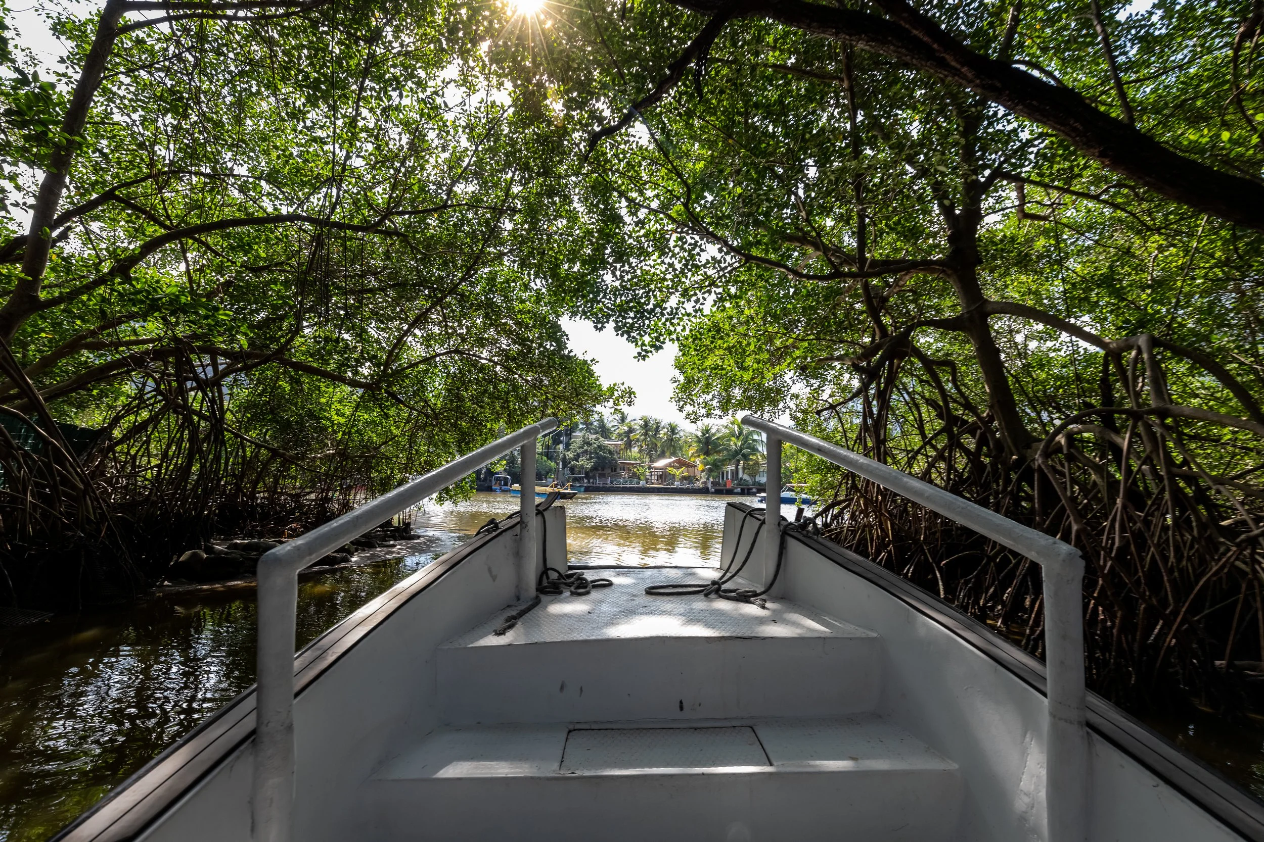 View from a boat approaching a mangrove forest, with dense green foliage overhead and water below, in a tropical setting.