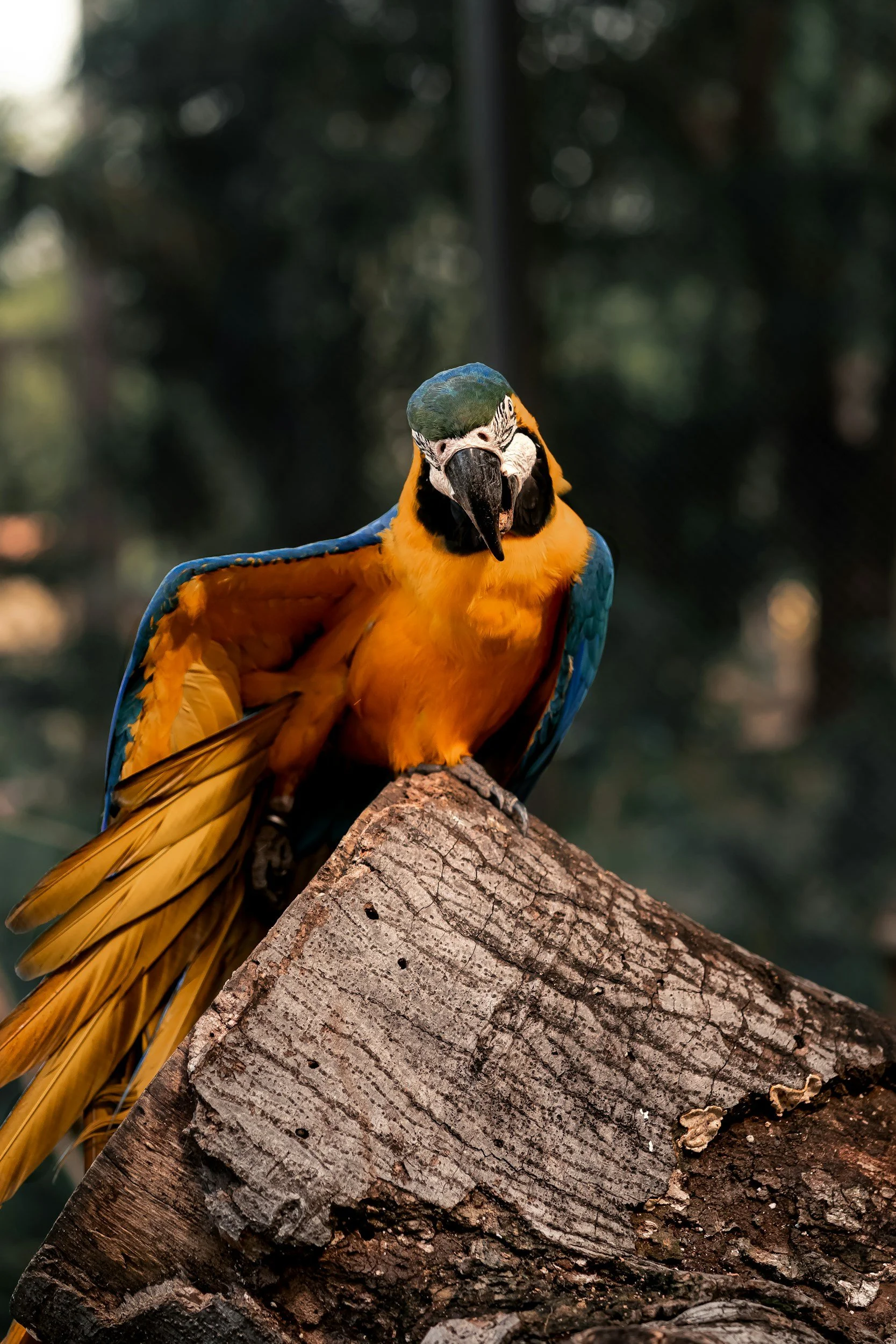 A colorful macaw parrot perched on a tree branch, with a blurred green forest background.