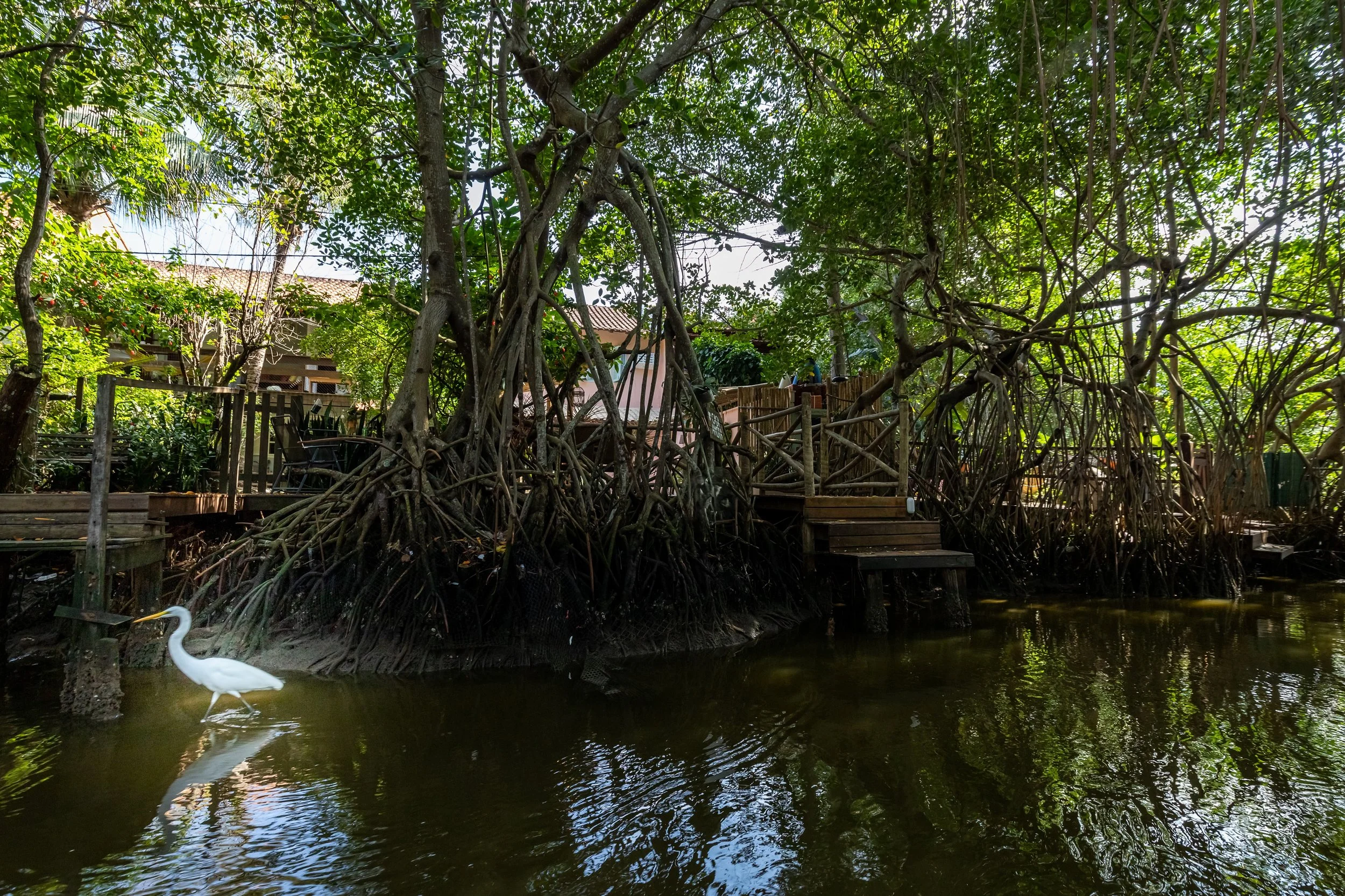 A river with a white heron standing in the water near a tree. In the background, there are houses and lush green trees.