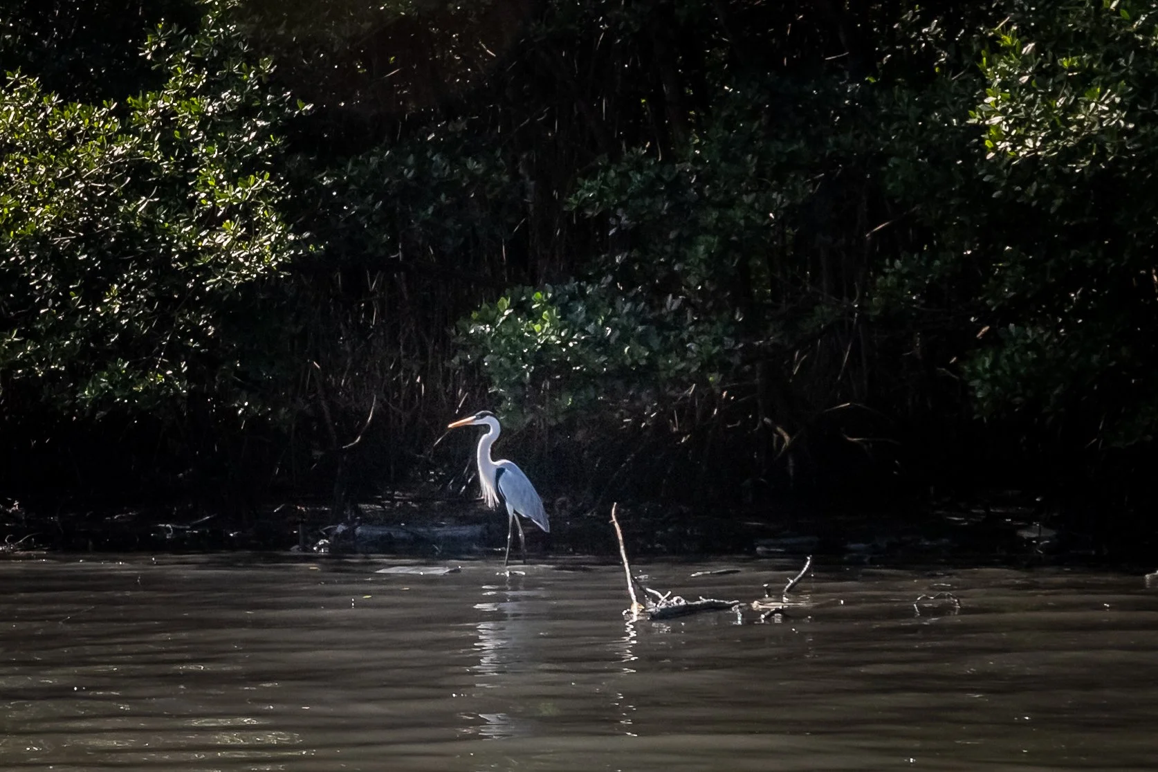 A heron standing in shallow water near a dense bush or mangrove forest at the water's edge.