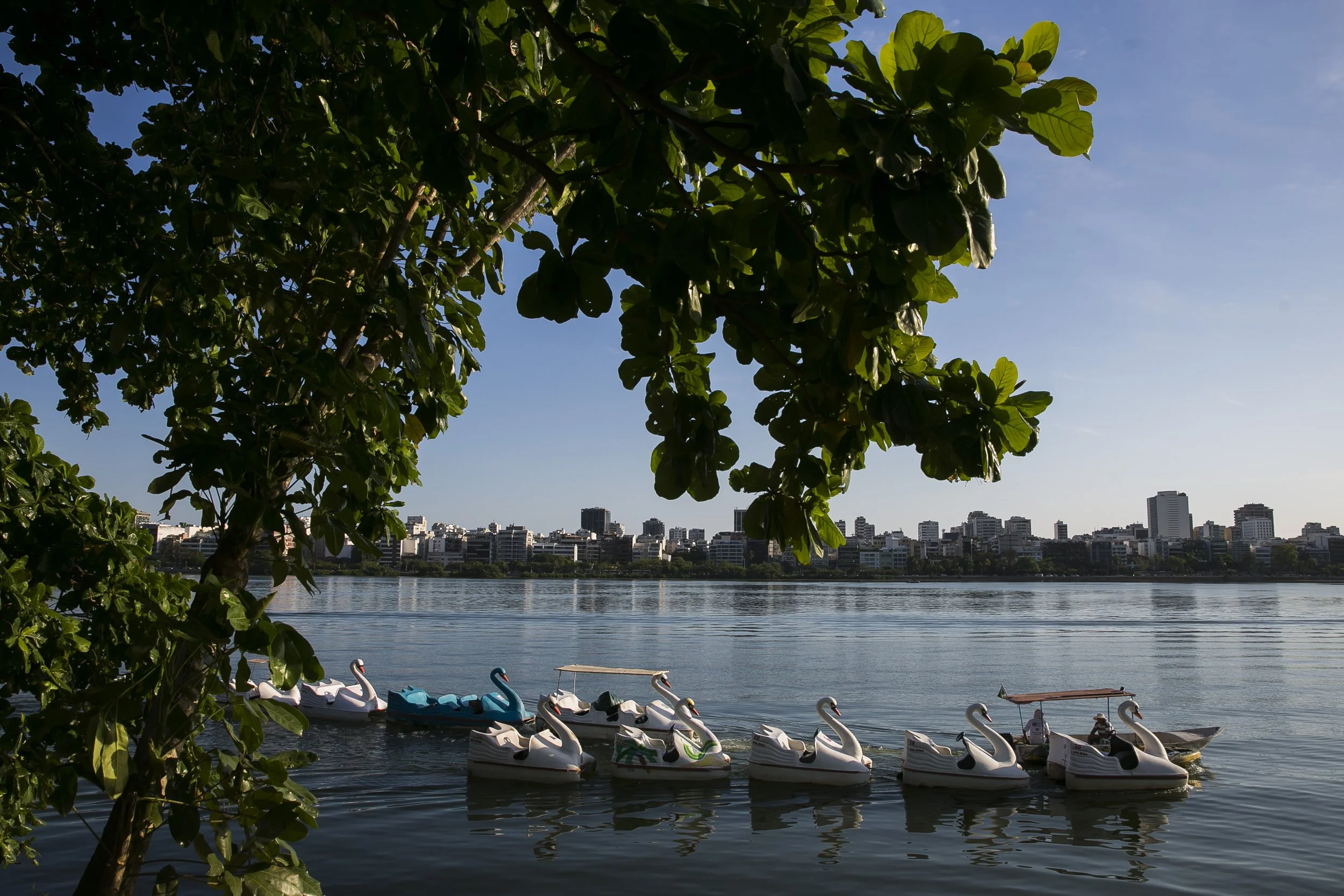 Swans and pedal boats on a river with a city skyline in the background, shown beneath a tree with green leaves on a clear day.
