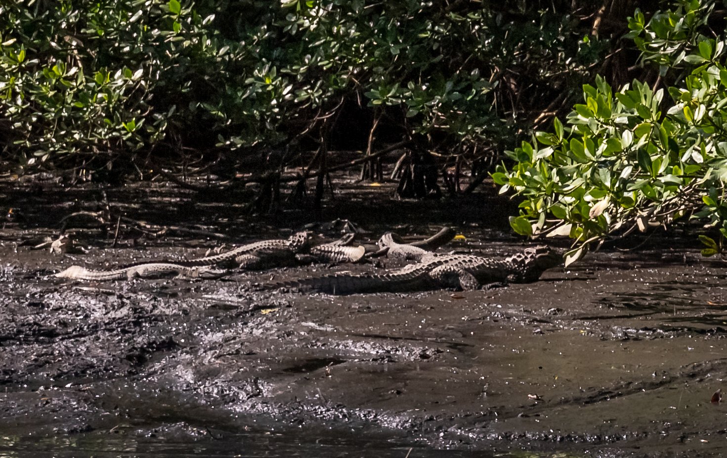 A group of crocodiles resting on a muddy, wet surface near green bushes in a swampy area.