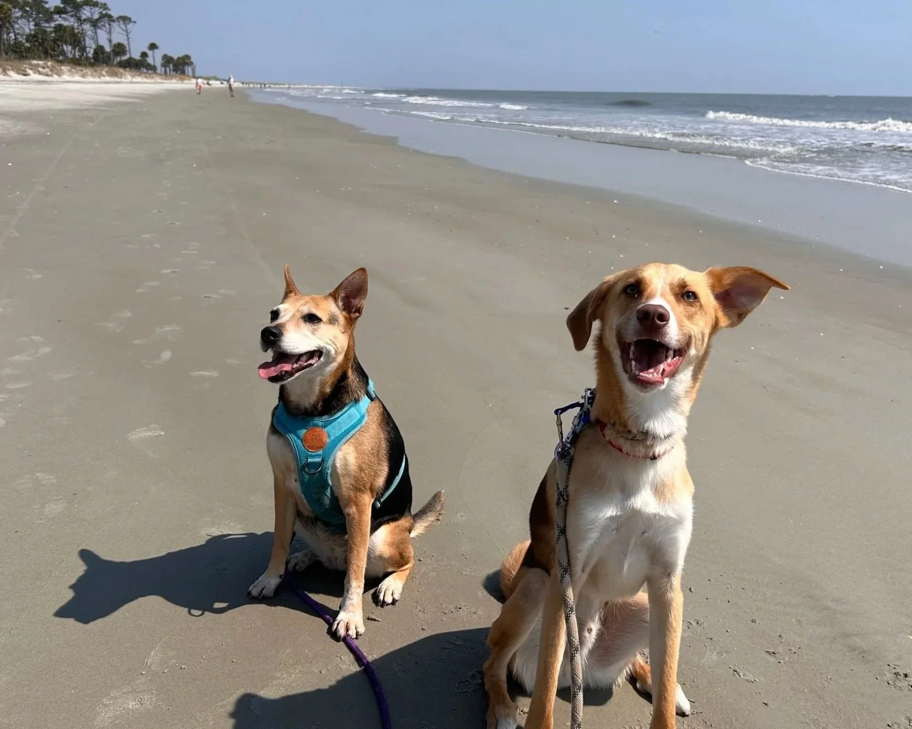 Lora Grieco, LCSW outdoor at beach with her dogs