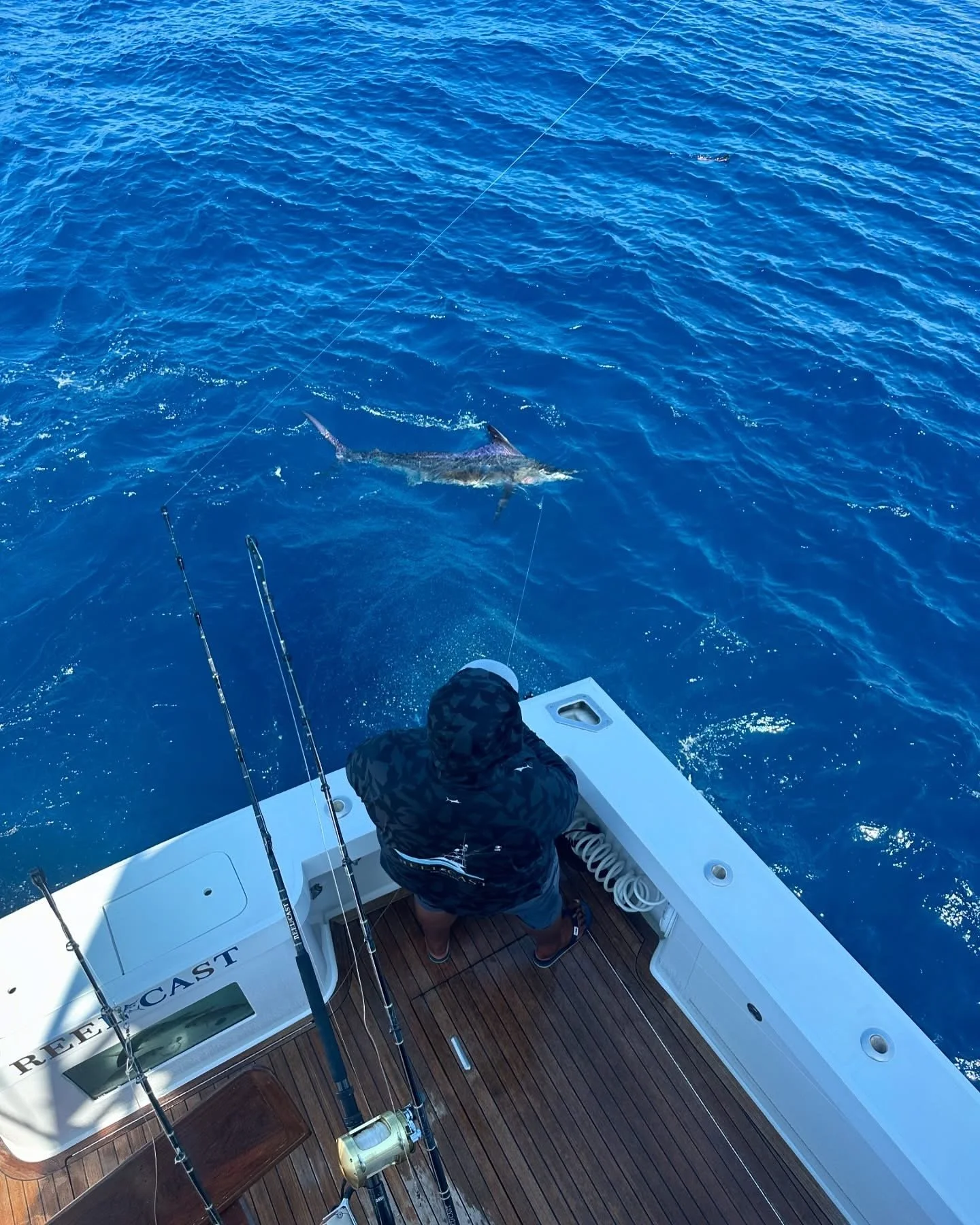 Marlin released deep sea fishing on the Reel Cast in Cabo
