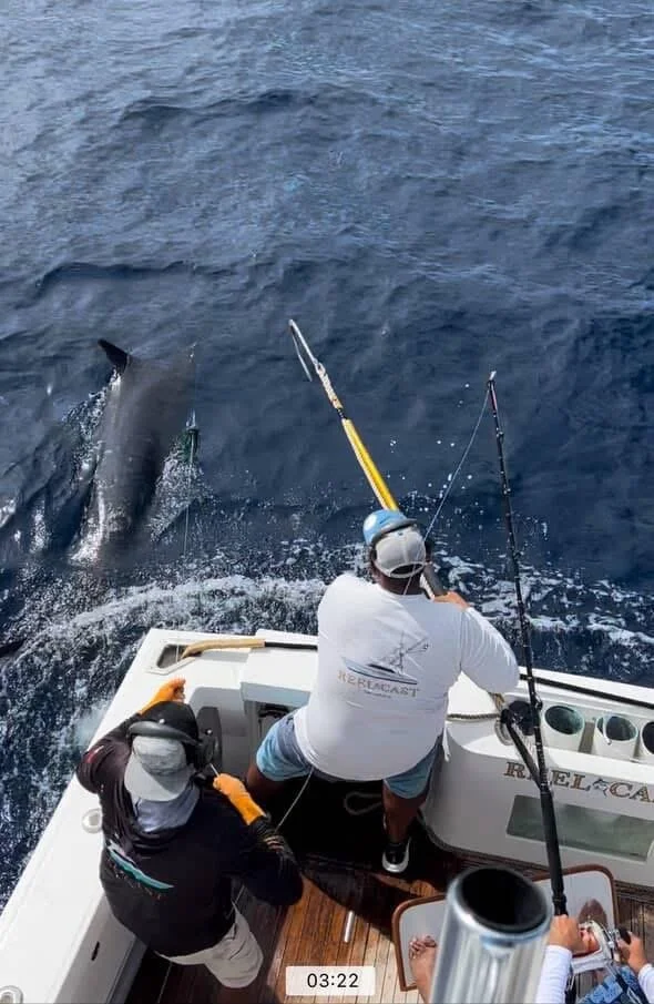 Tournament fishing and catching a big marlin in Cabo San Lucas