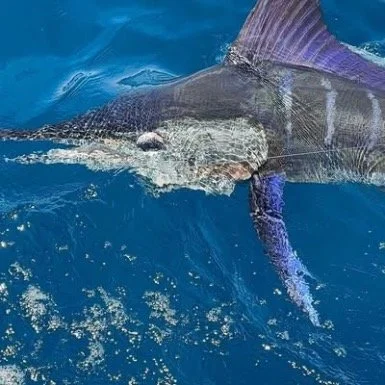 Close up of a marlin released in Cabo
