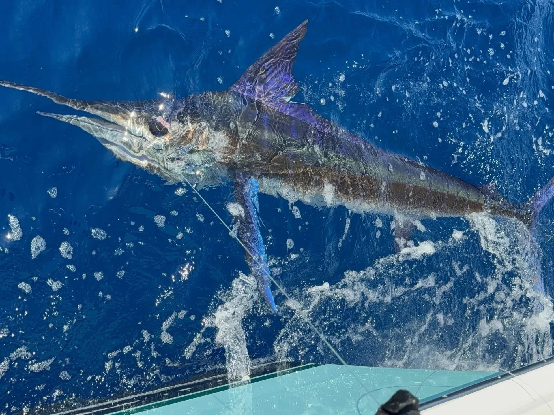 Marlin released while deep sea fishing in Cabo San Lucas