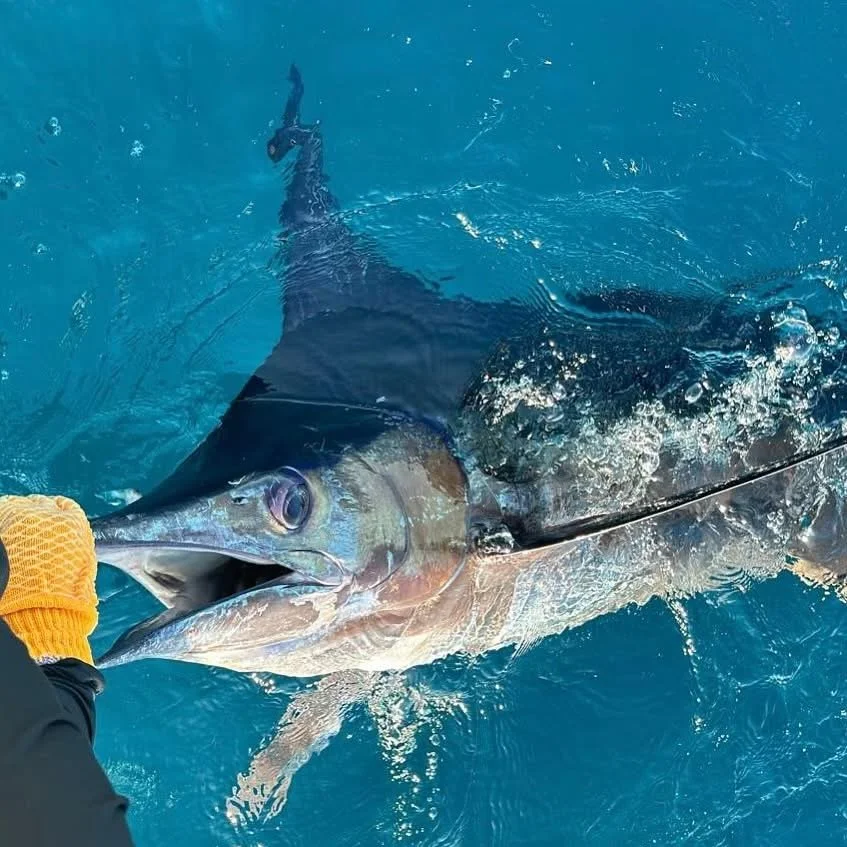 Marlin released in Cabo San Lucas