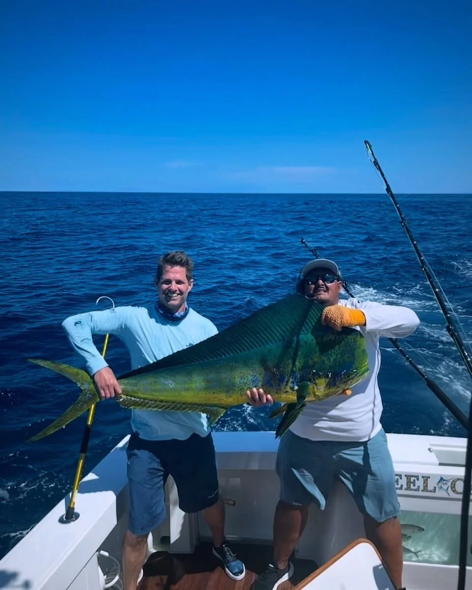 Big dorados are often caught offshore fishing in Cabo San Lucas
