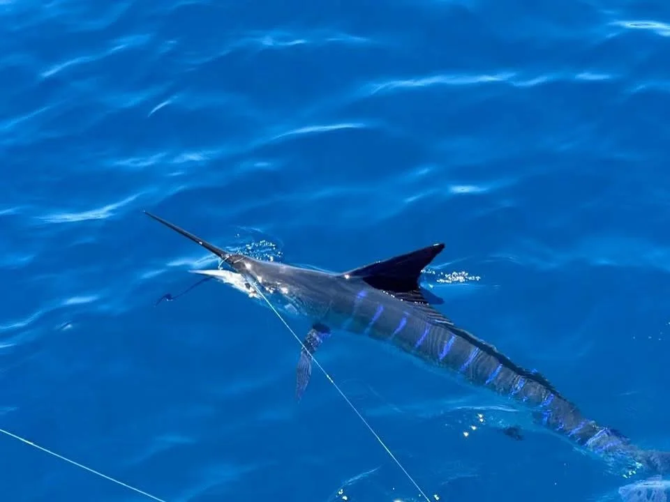 Striped marlin released while deep sea fishing in Cabo San Lucas