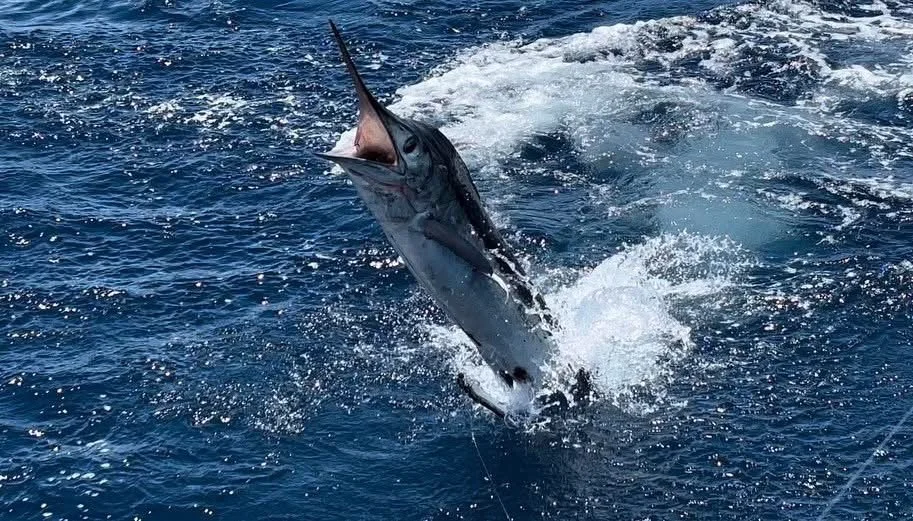 Marlin jumping offshore in Cabo
