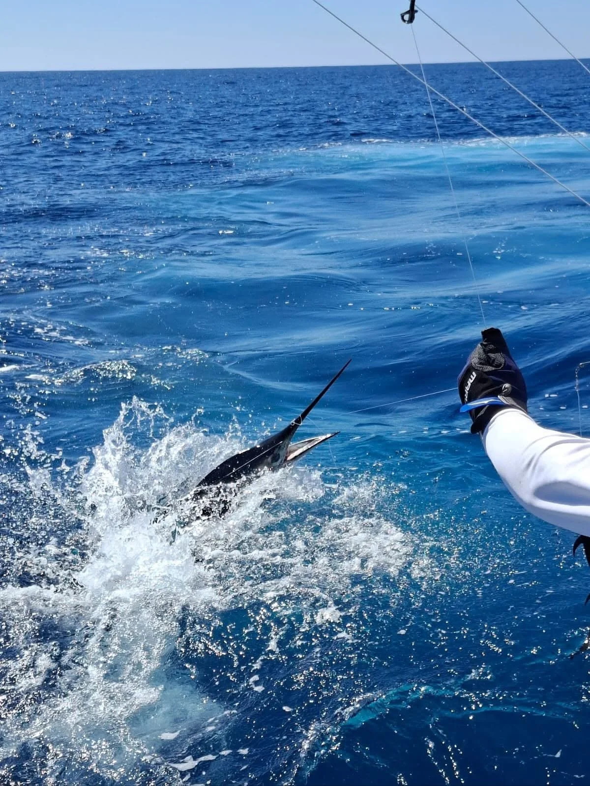 Marlin splashing during a release while fishing offshore in Cabo San Lucas