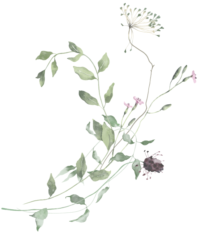 A potted plant with green leaves and pink flowers, possibly a herb or flowering plant.